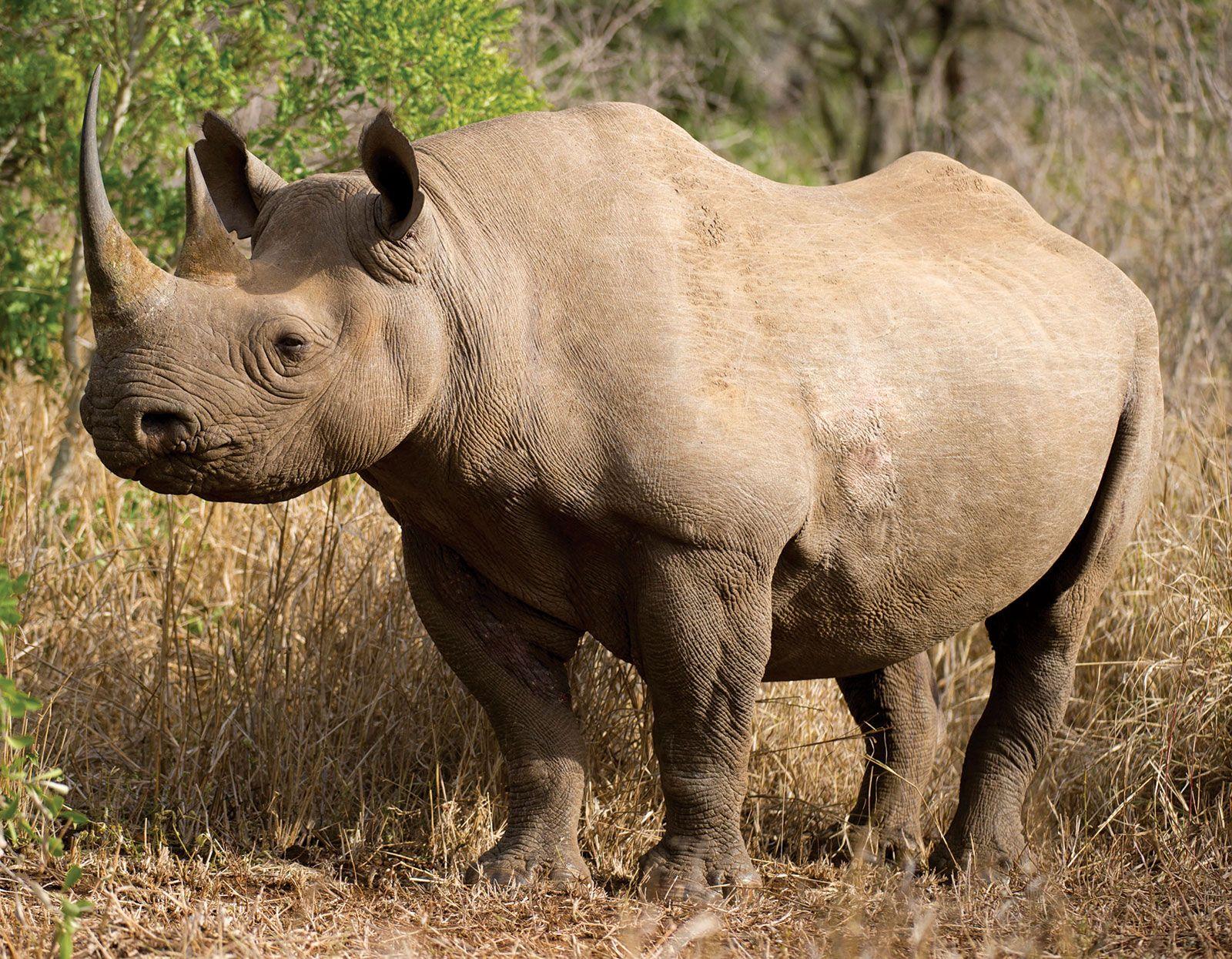 1600x1245 black rhinoceros. Description, Population, Habitat, & Facts
