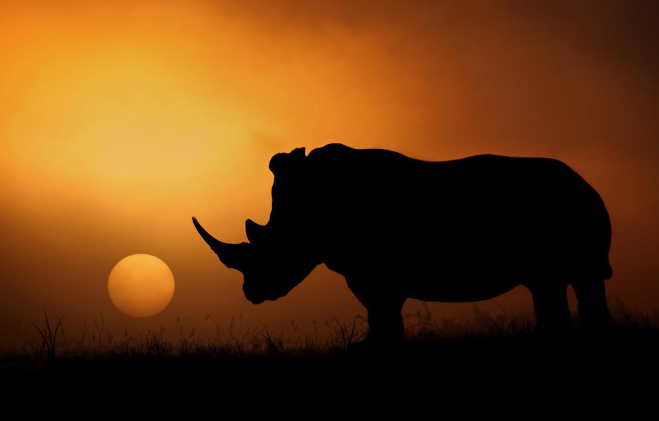 1332x850 Wallpaper the sun, the evening, silhouette, Africa, Rhino image for desktop, section животные