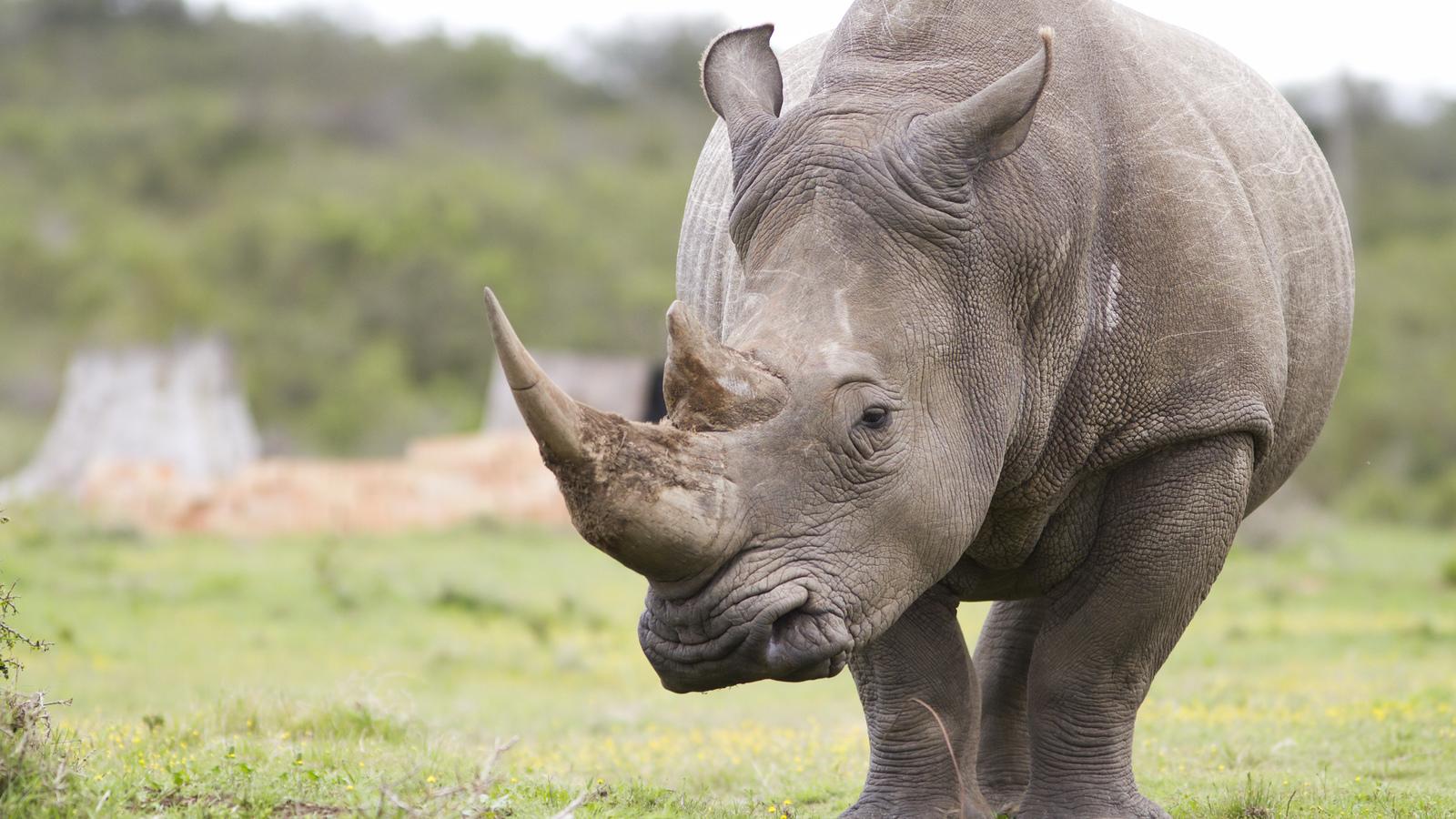 1600x900 Rhinos. Mammals