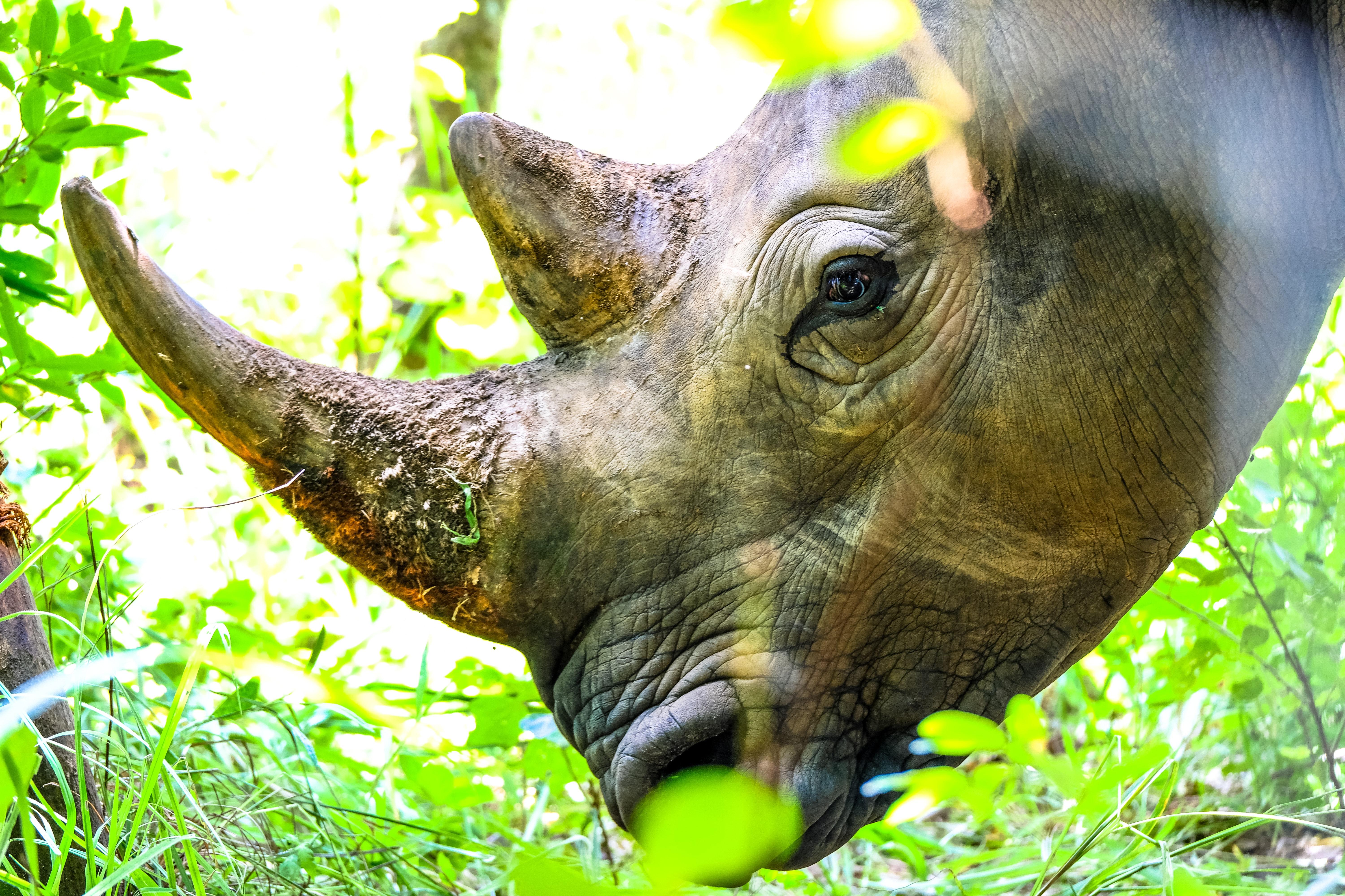 6000x4000 Black Rhinoceros Photo, Download Free Black Rhinoceros & HD Image