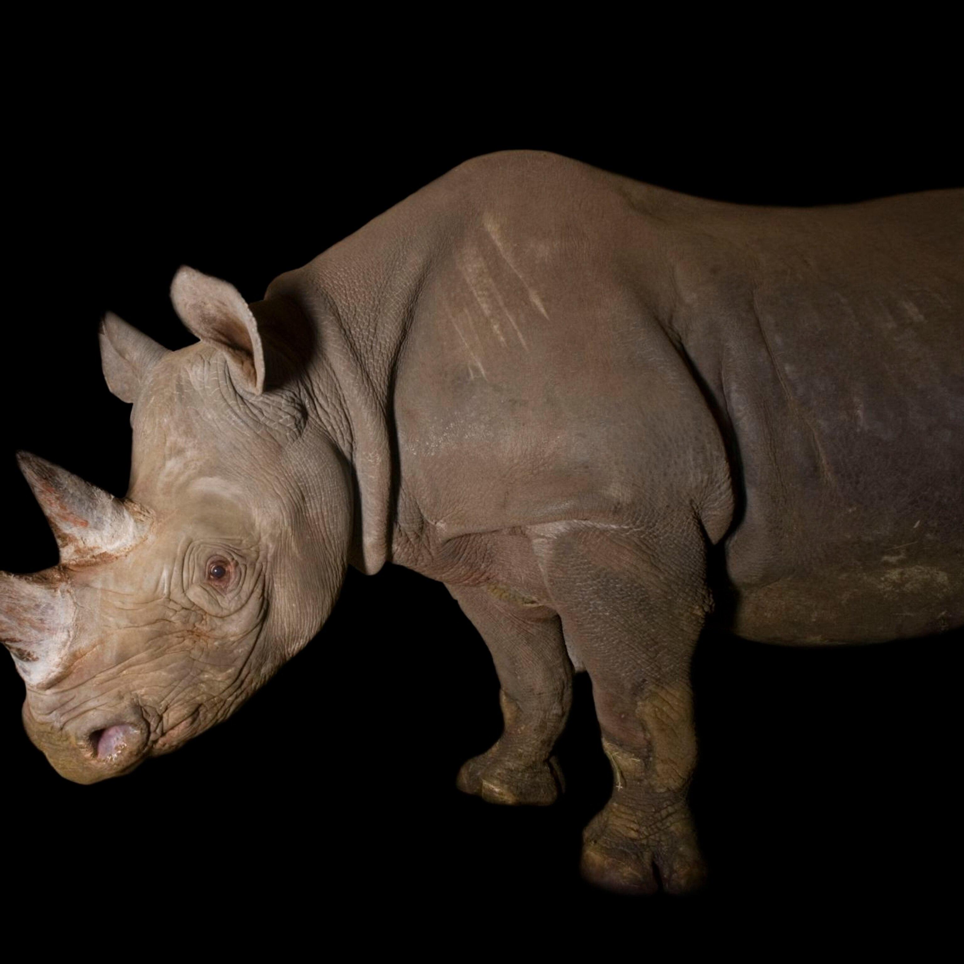 3072x3072 Black Rhinoceros