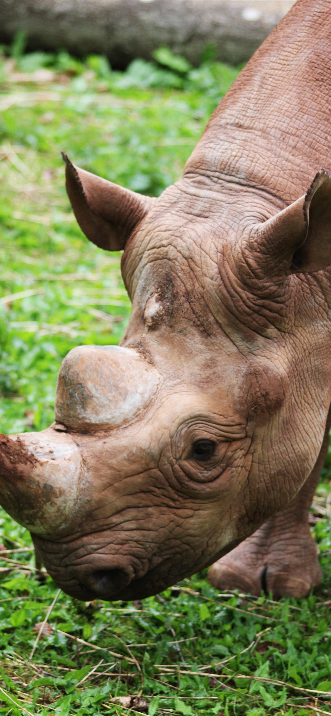 1284x2778 Best Black rhinoceros iPhone HD Wallpaper