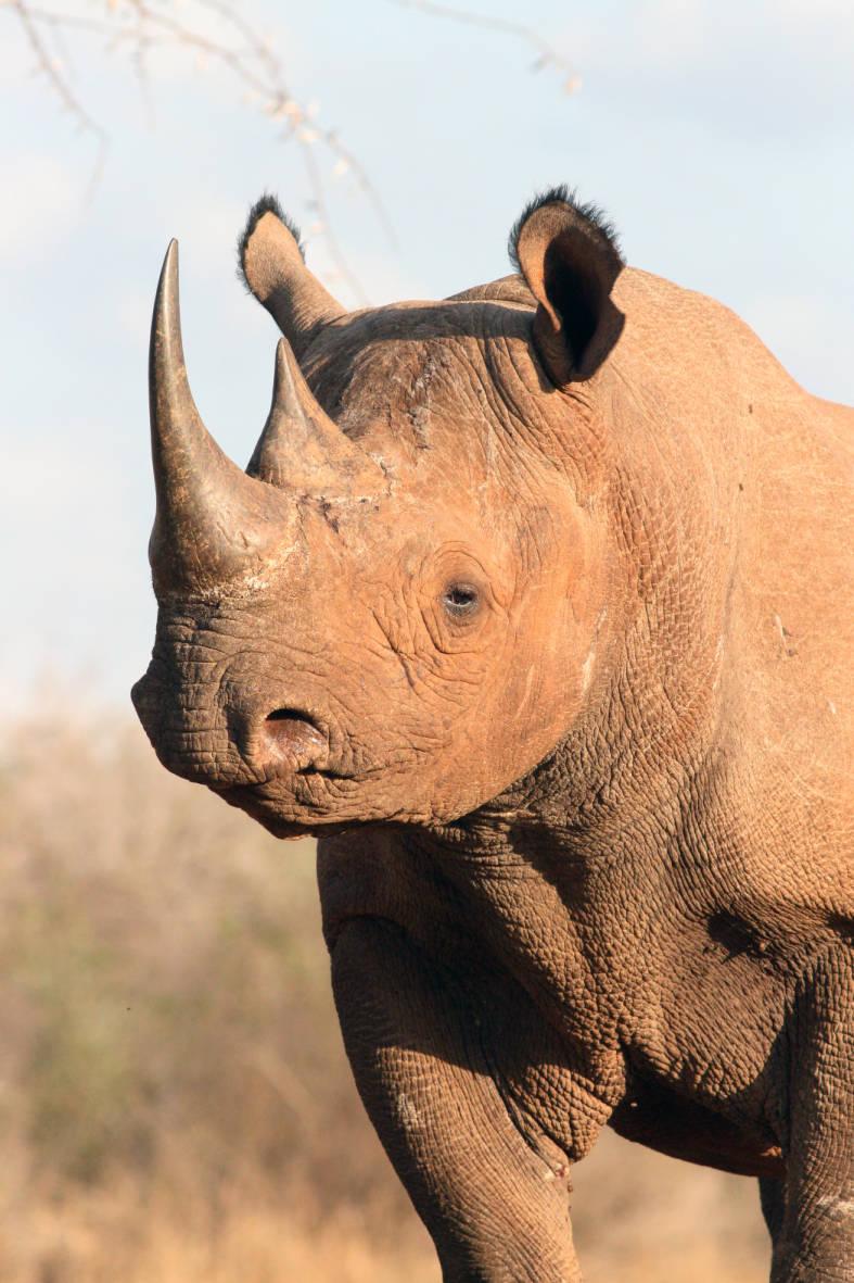 787x1181 Black rhino National Digital Library