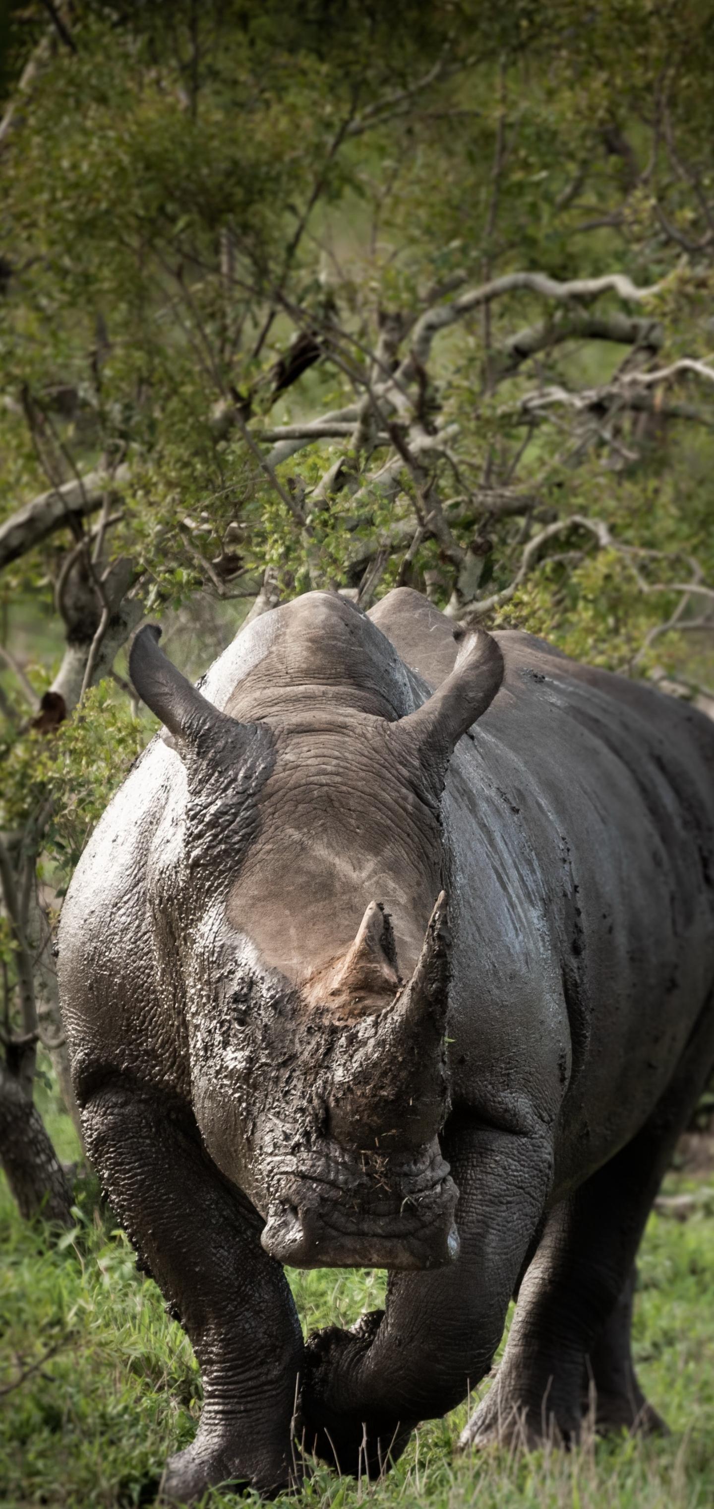 1440x3040 Rhino Phone Wallpaper