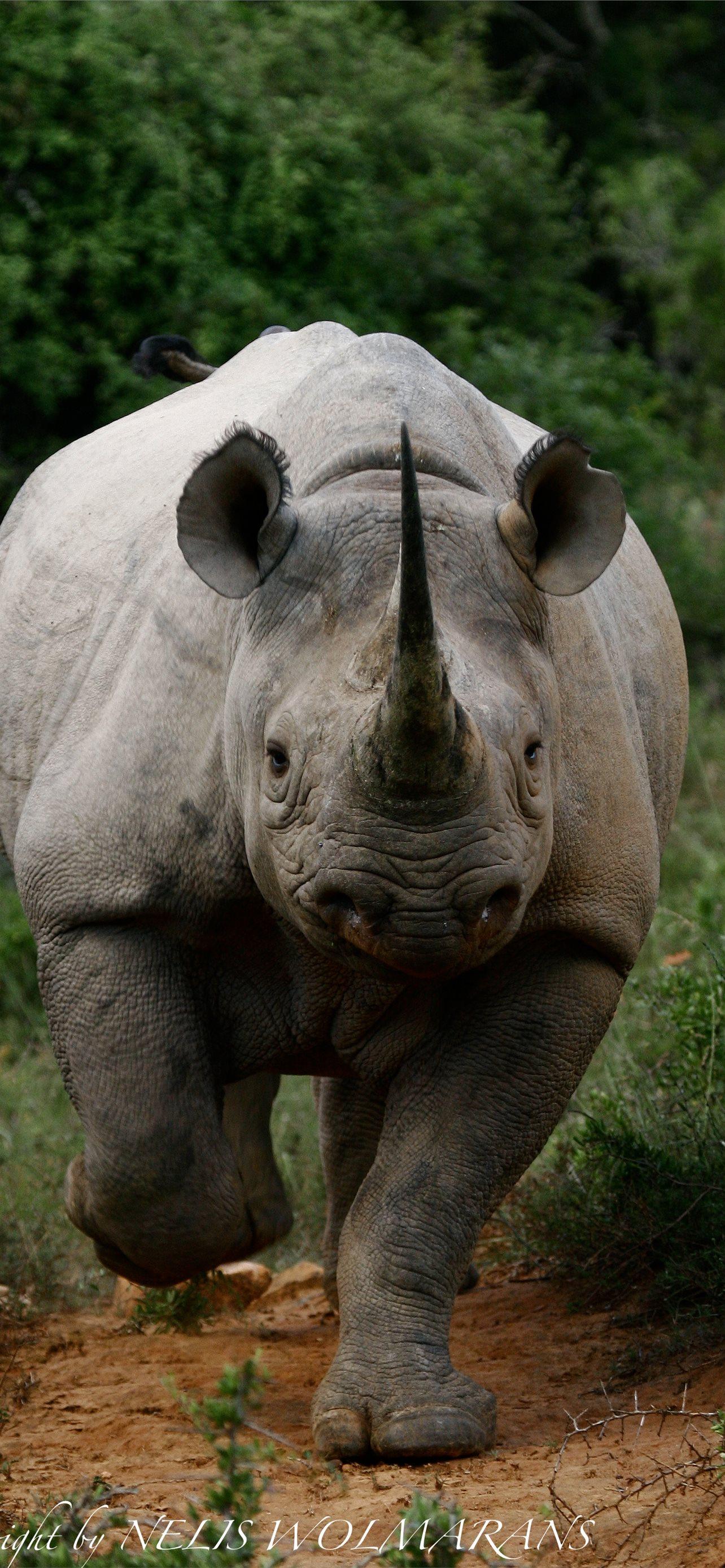 1284x2778 black rhinoceros iPhone Wallpaper Free Download
