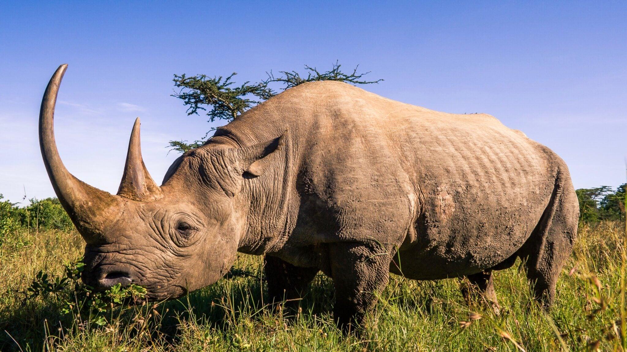 2048x1152 Hopeful Increase of Black Rhino Population in Africa
