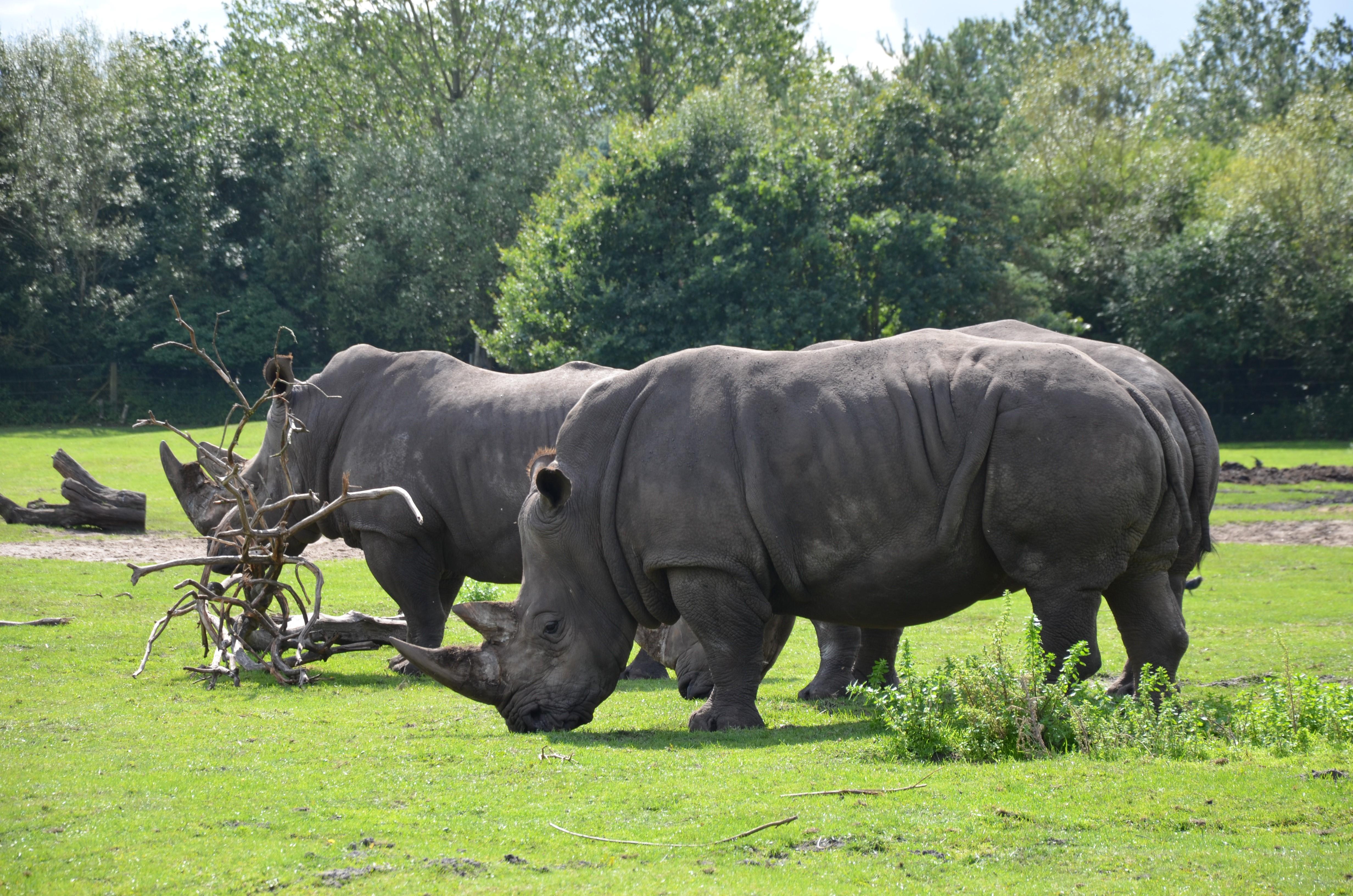 4928x3264 4K, Rhino, Grass Gallery HD Wallpaper