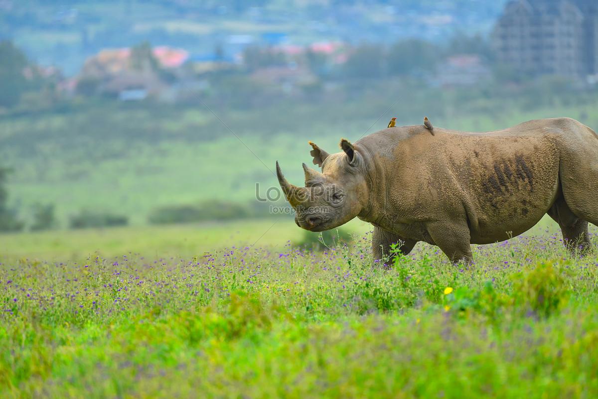1200x801 Nakuru Black Rhino Picture And HD Photo. Free Download On Lovepik
