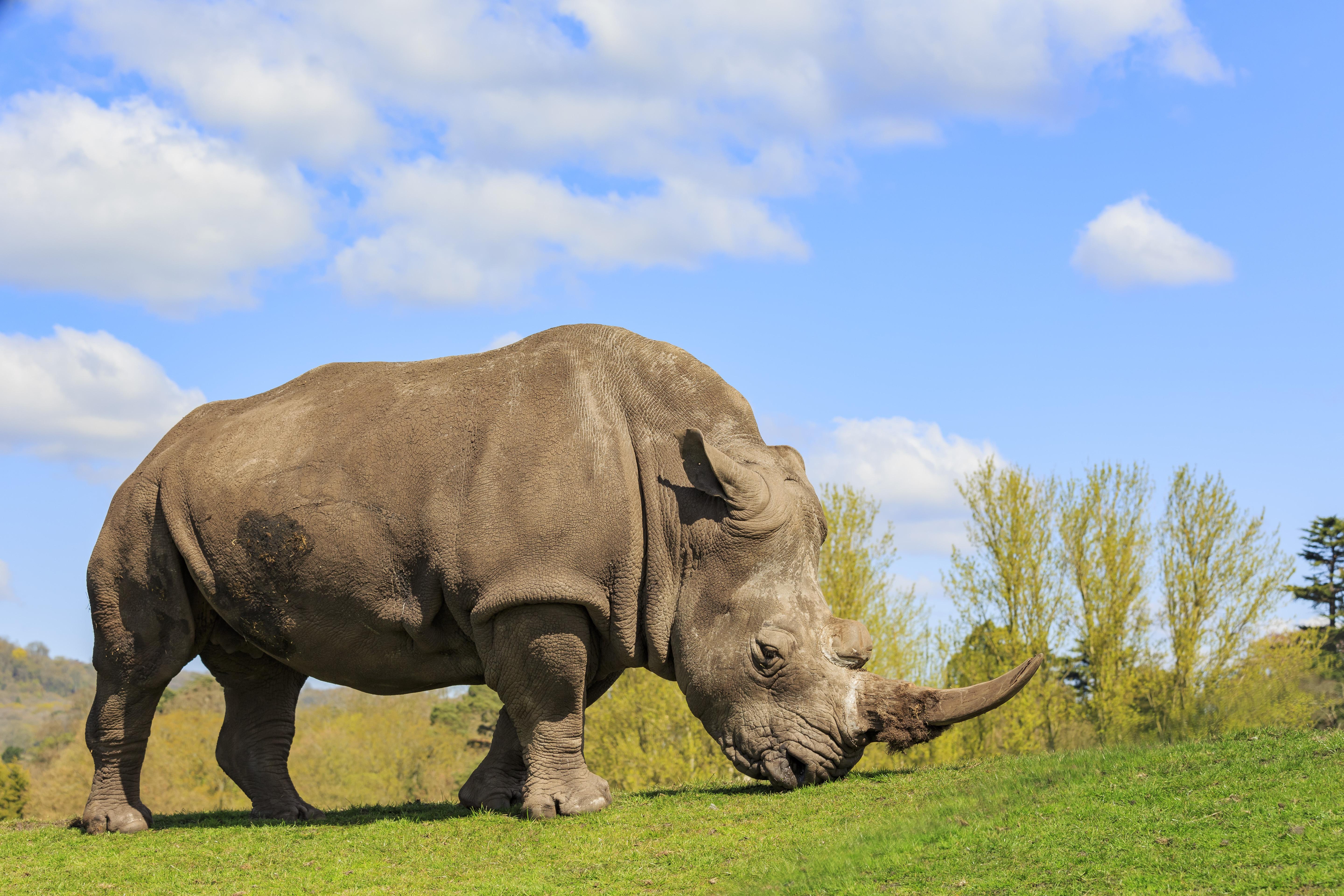 5760x3840 Rhino 4k Ultra HD Wallpaper
