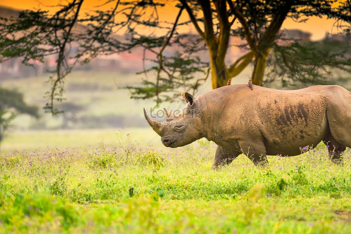 1200x801 African Black Rhino Picture And HD Photo. Free Download On Lovepik