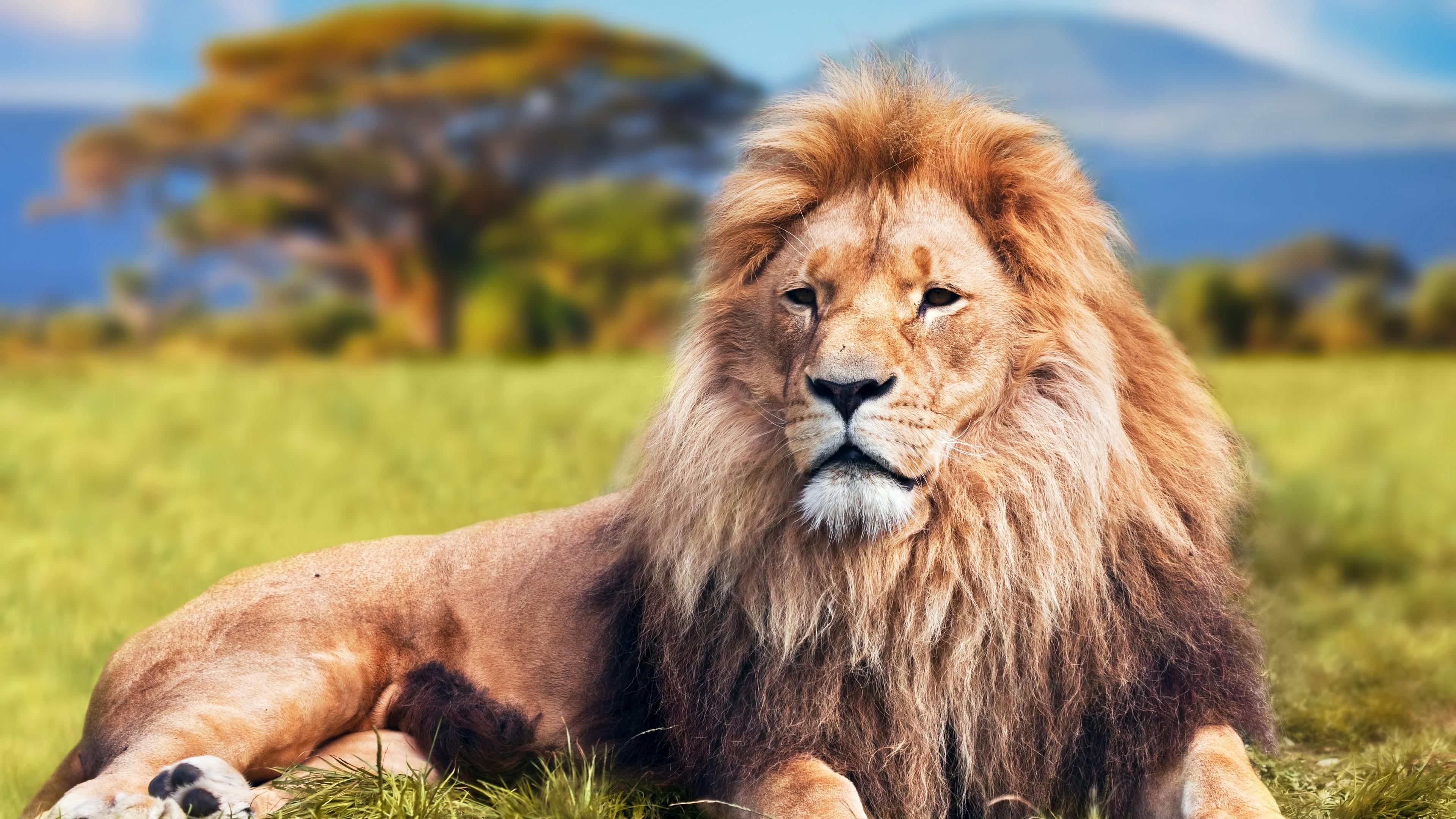 3840x2160 Lion Ultra HD desktop wallpaper