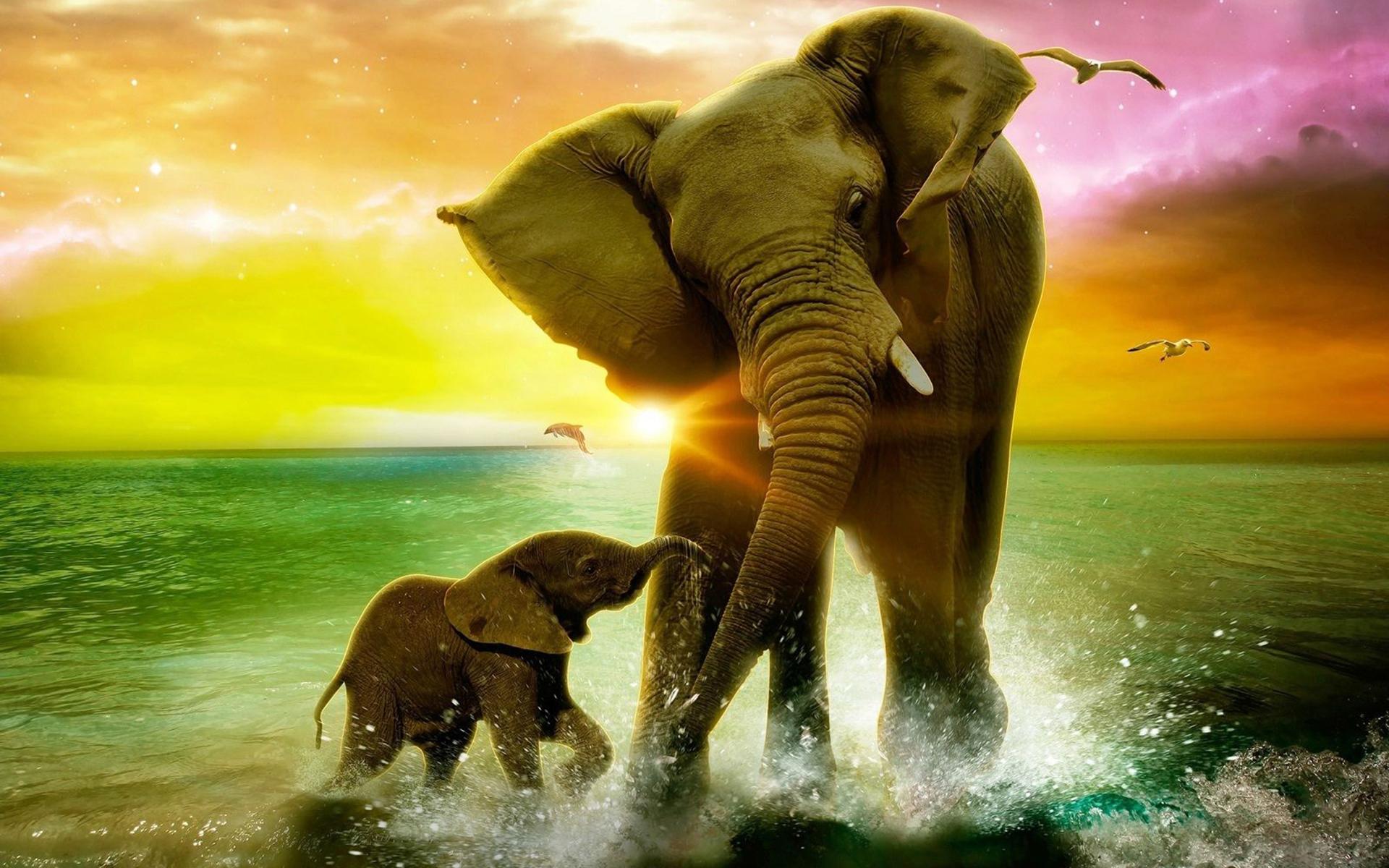 1920x1200 Cute Elephant Wallpaper for Desktop