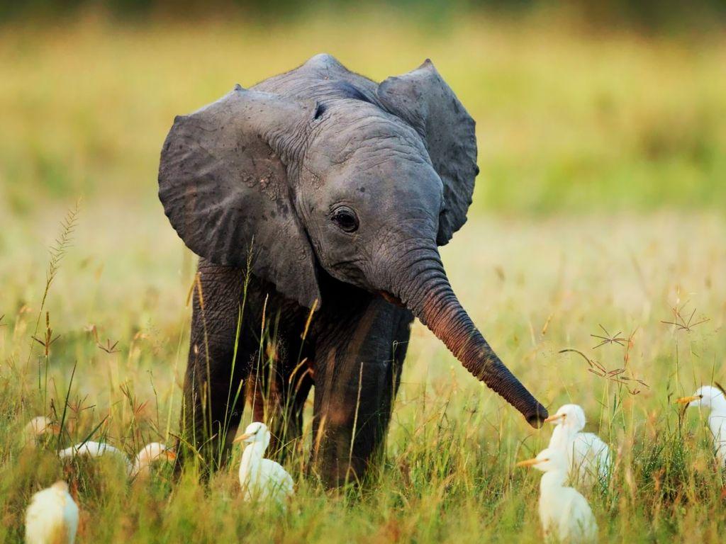 1024x768 Nature Animals Cute Little Baby Elephant Wide wallpaper in 1024x768 resolution