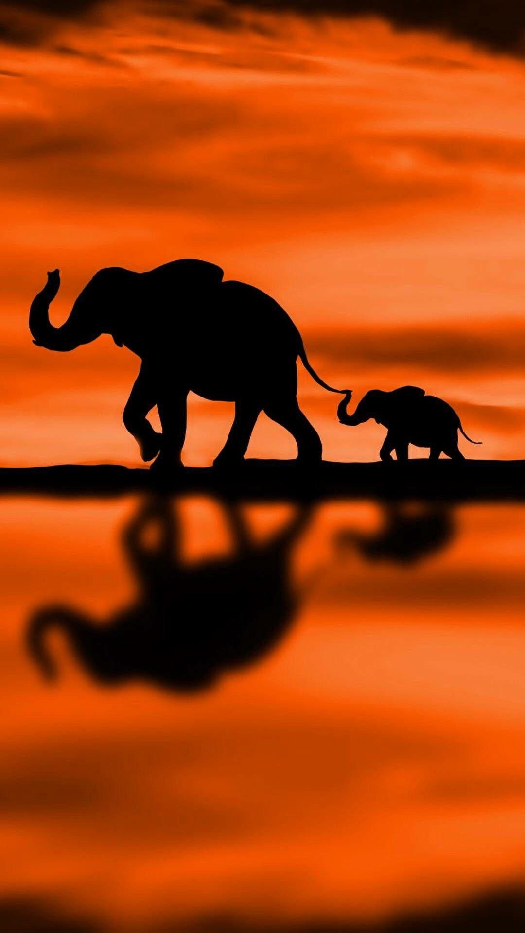 1080x1920 Background Elephant Wallpaper