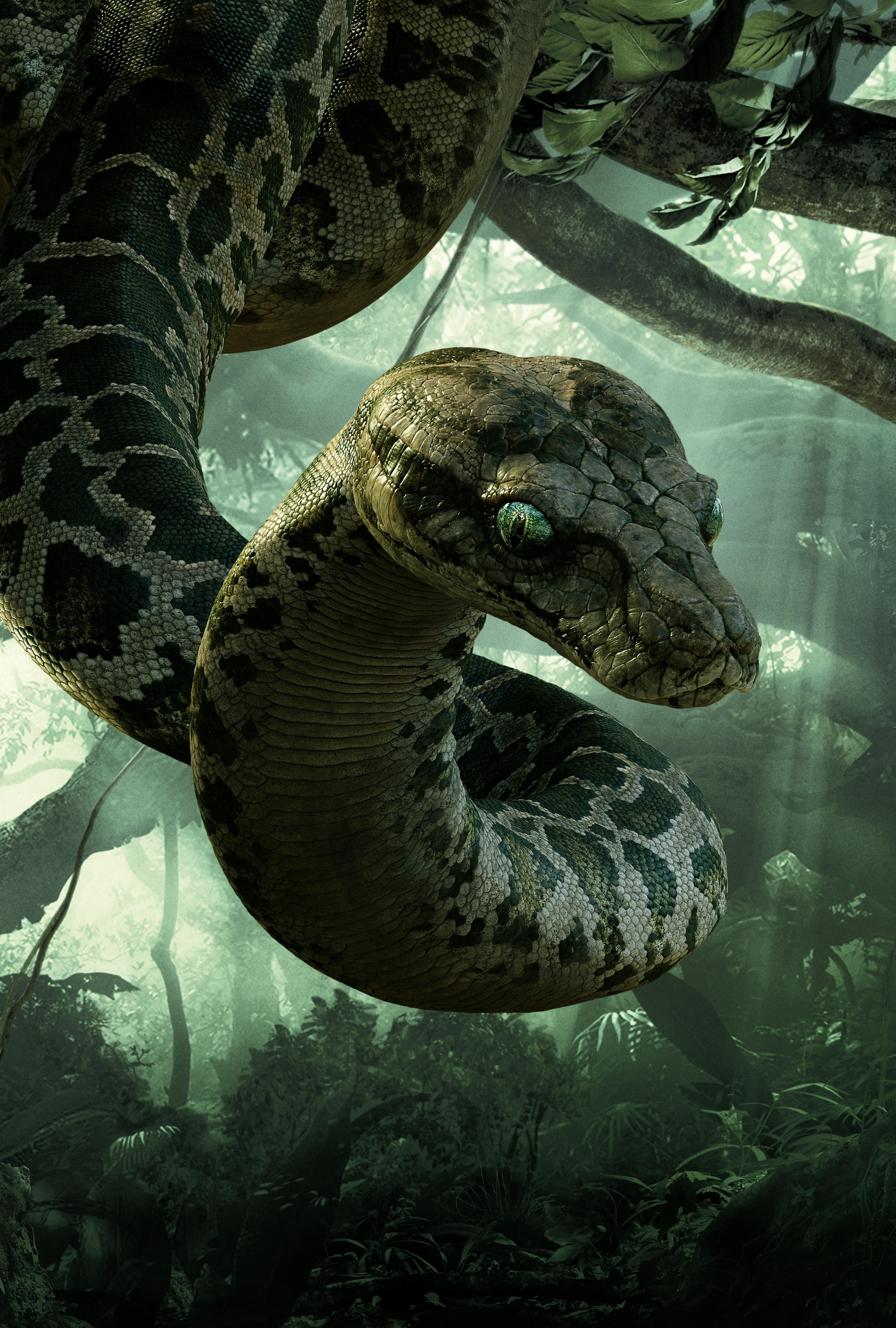 4861x7200 Free Download Kaa wallpaper full HD (1080p)