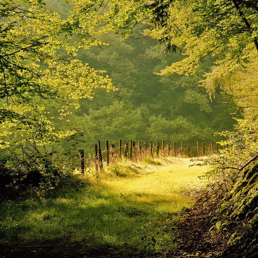 1024x1024 Summer Day In The Forest iPad Wallpaper Free Download