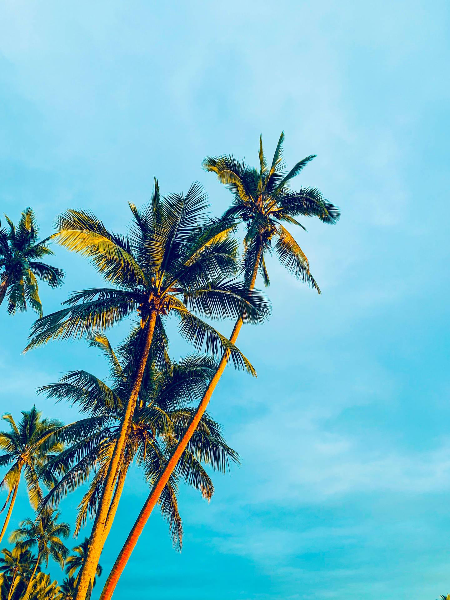 1440x1920 Download Beach Trees Summer Phone Wallpaper
