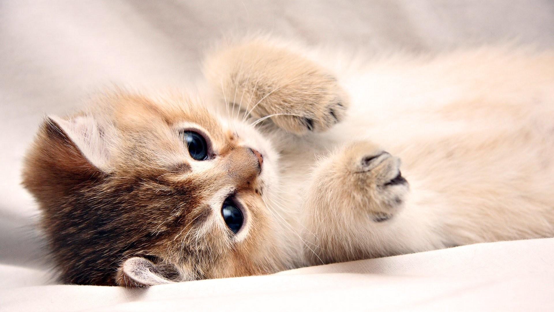 1920x1080 Cute Kitten Wallpaper