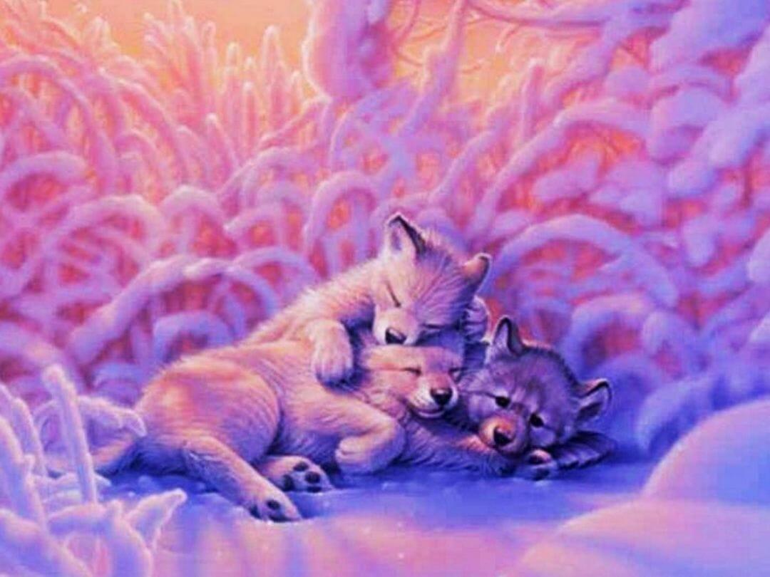 Cute Baby Wolves Wallpapers - Top Free Cute Baby Wolves Backgrounds