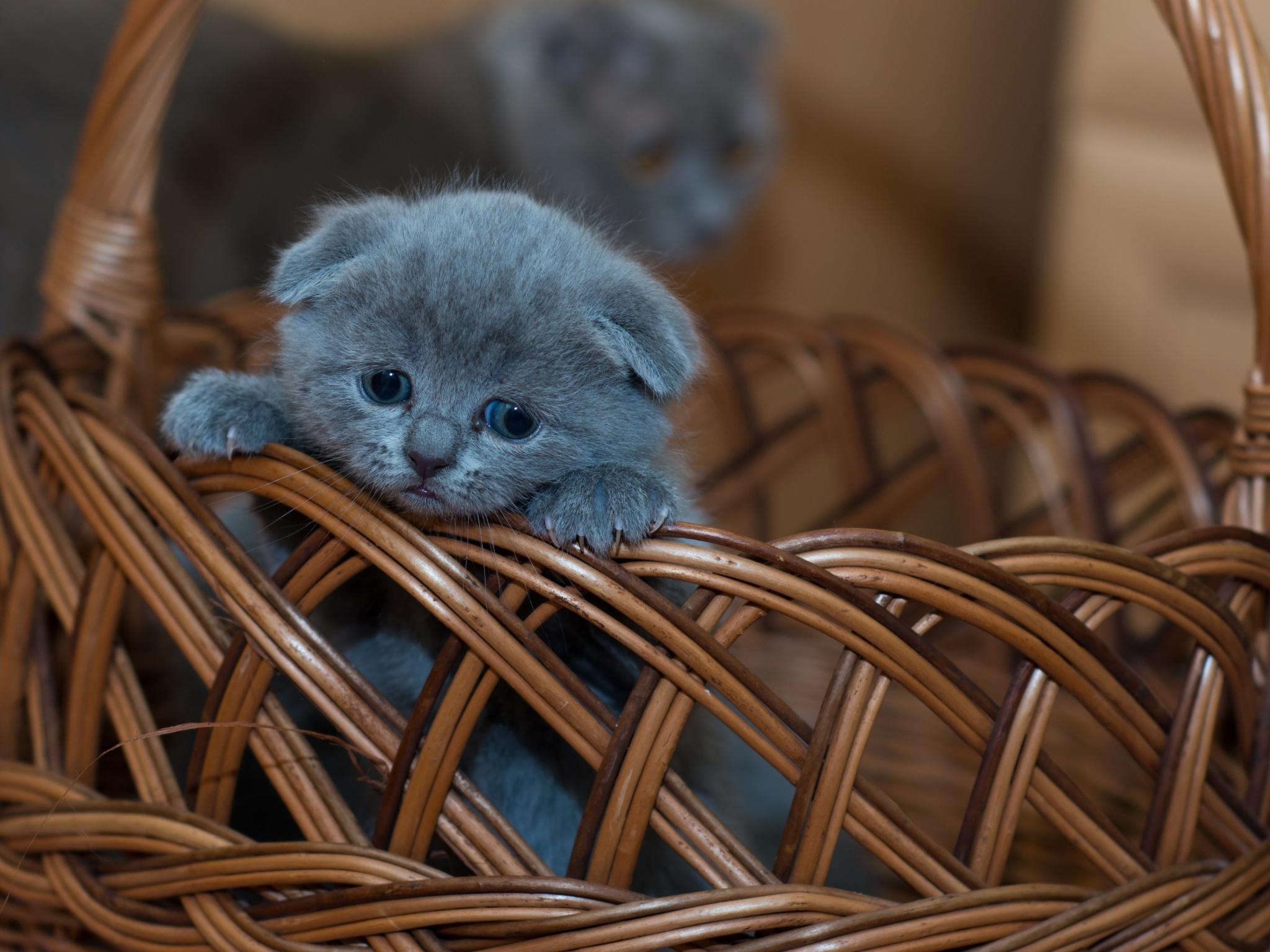 2048x1536 Russian Blue Kitten Wallpaper 4K, Cat, Brown Basket, Pet, Kawaii, Feline, Sad, Animals