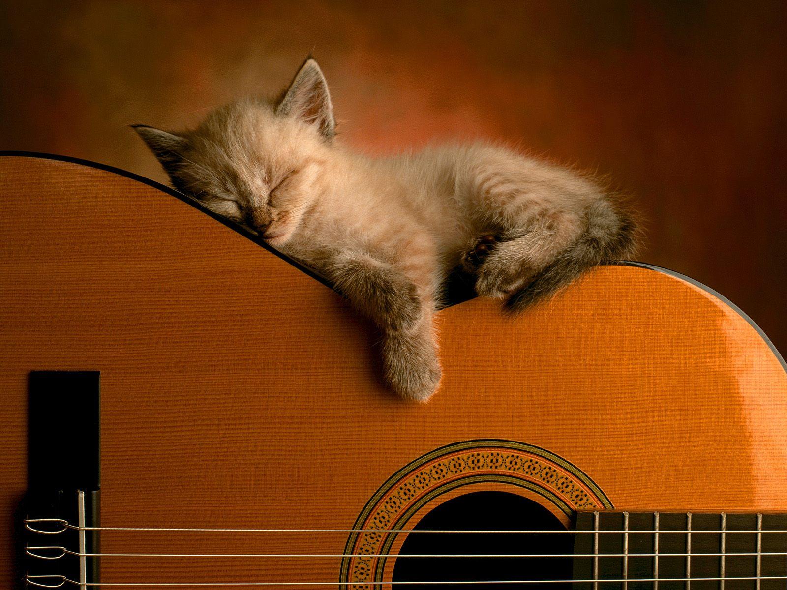 1600x1200 Kittens Wallpaper Cute and Docile
