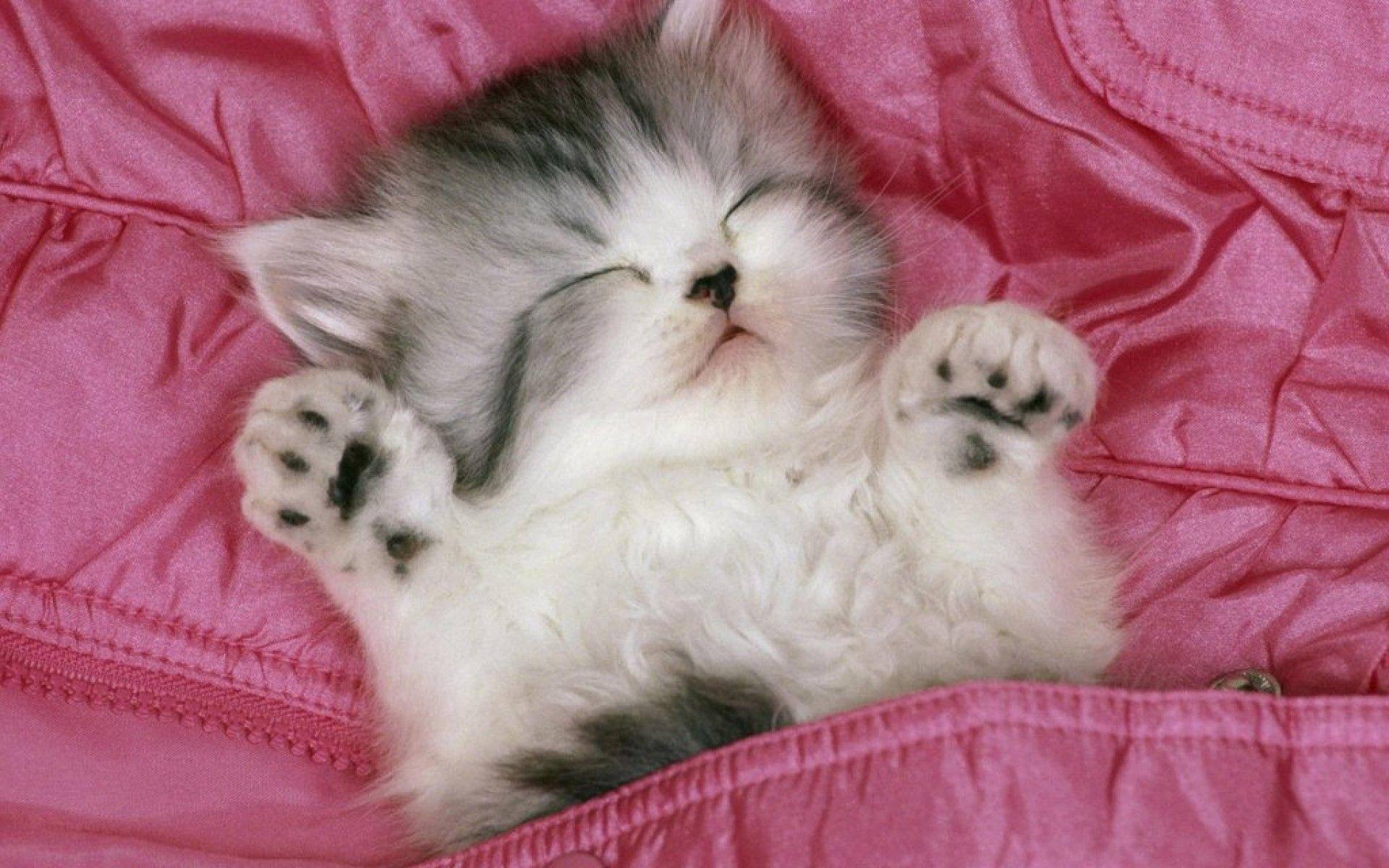1920x1200 Kitten Wallpaper & Background For FREE