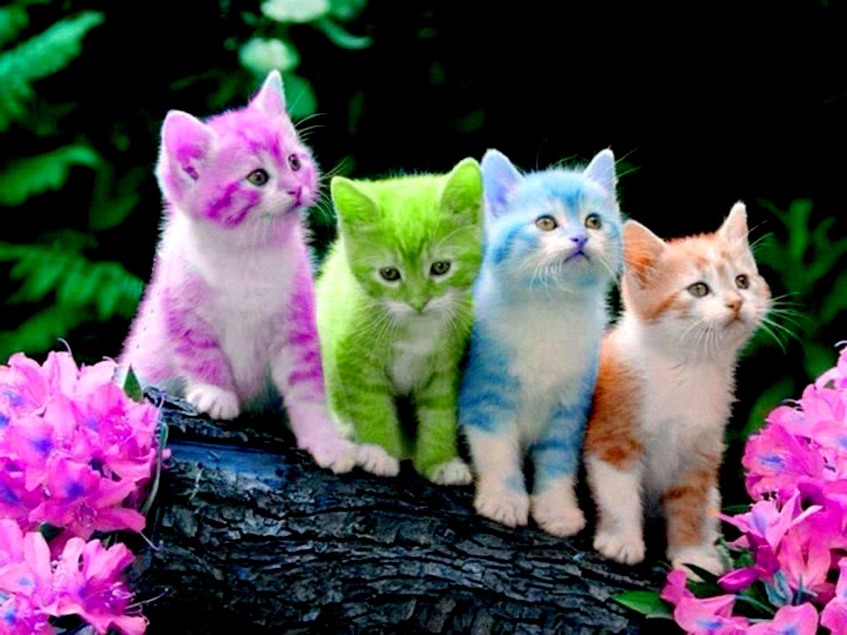 2880x2160 Kitten Wallpaper