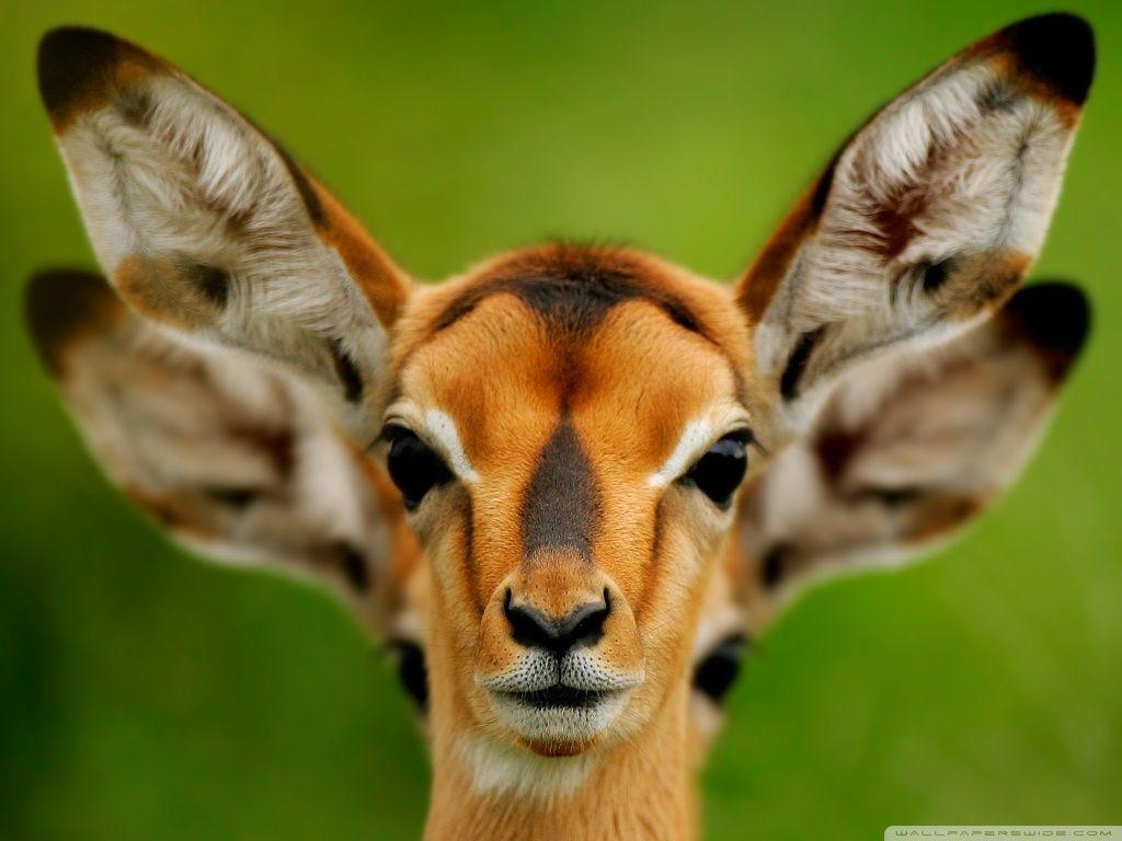 1024x768 Wild Animals HD desktop wallpaper : High Definition : Fullscreen