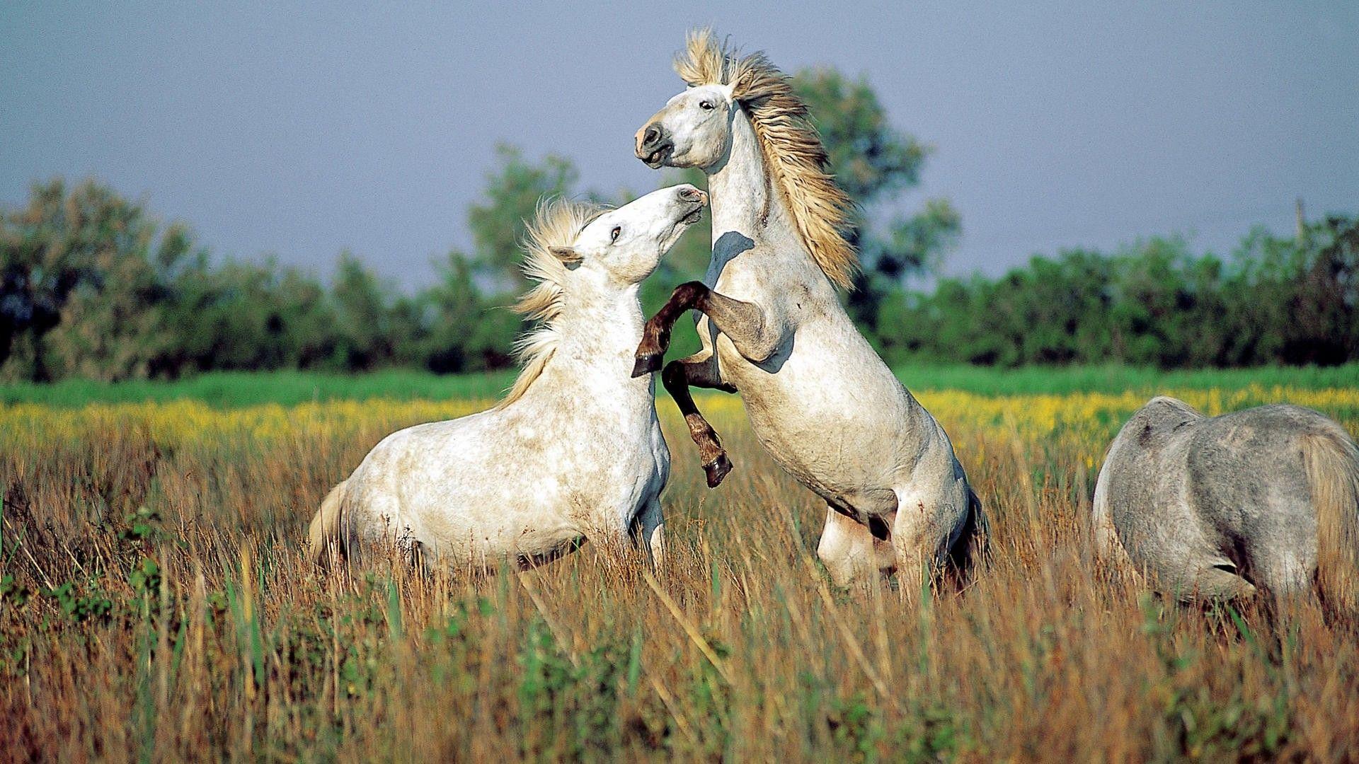 1920x1080 Horses Wildlife HD Wallpaper HD Desktop Wallpaper, Instagram photo