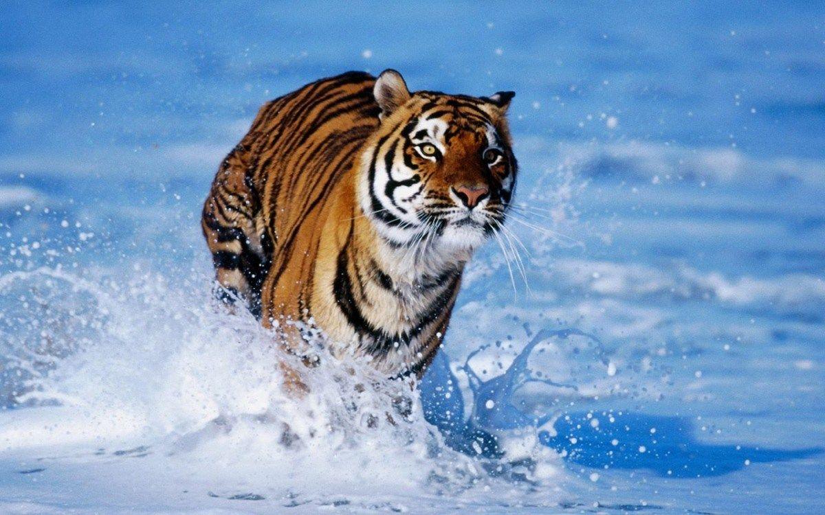 1200x750 Amazing HD Desktop Wallpaper 4K Background 1920x1080p