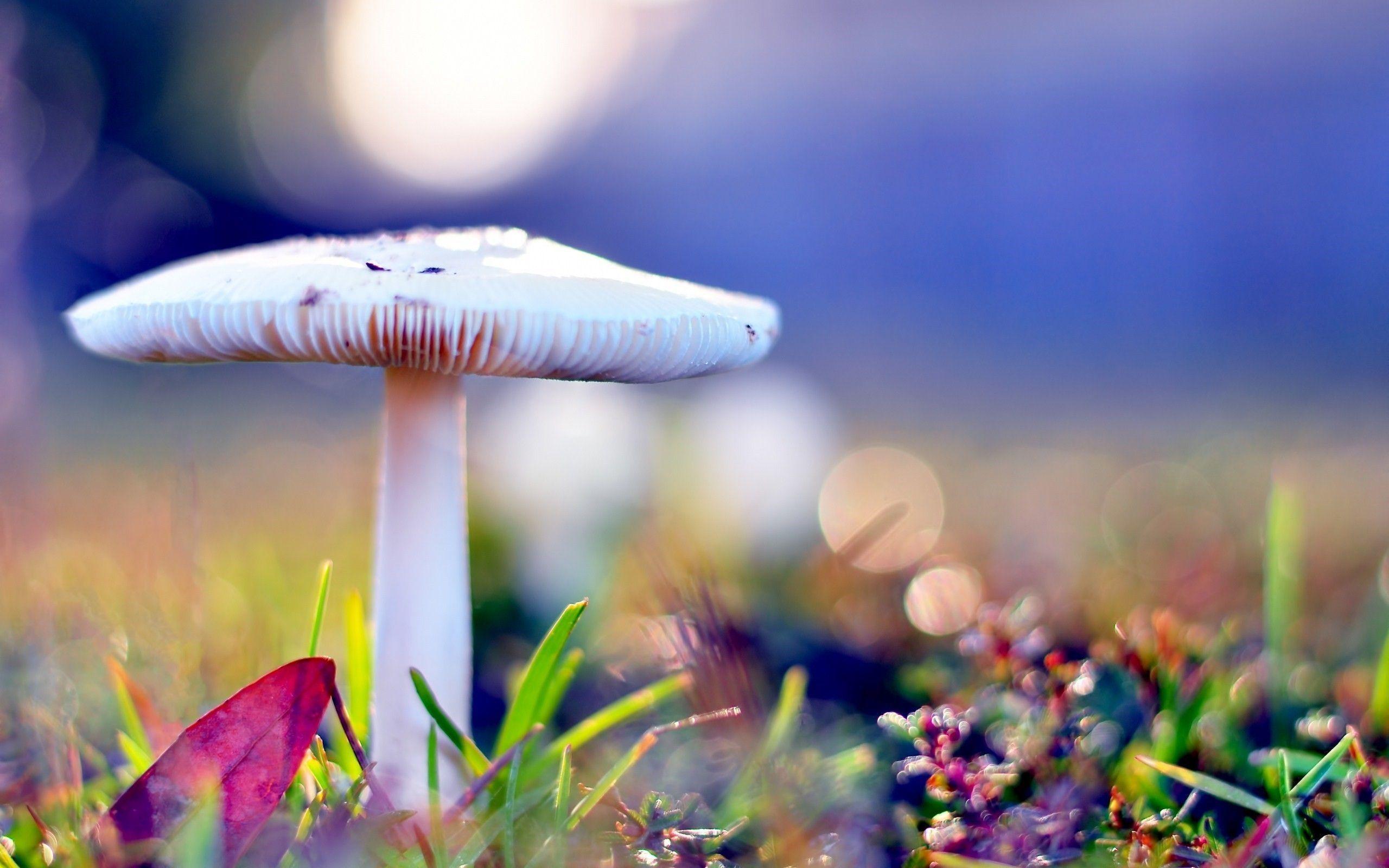 2560x1600 Free Beautiful Wallpaper For Laptop