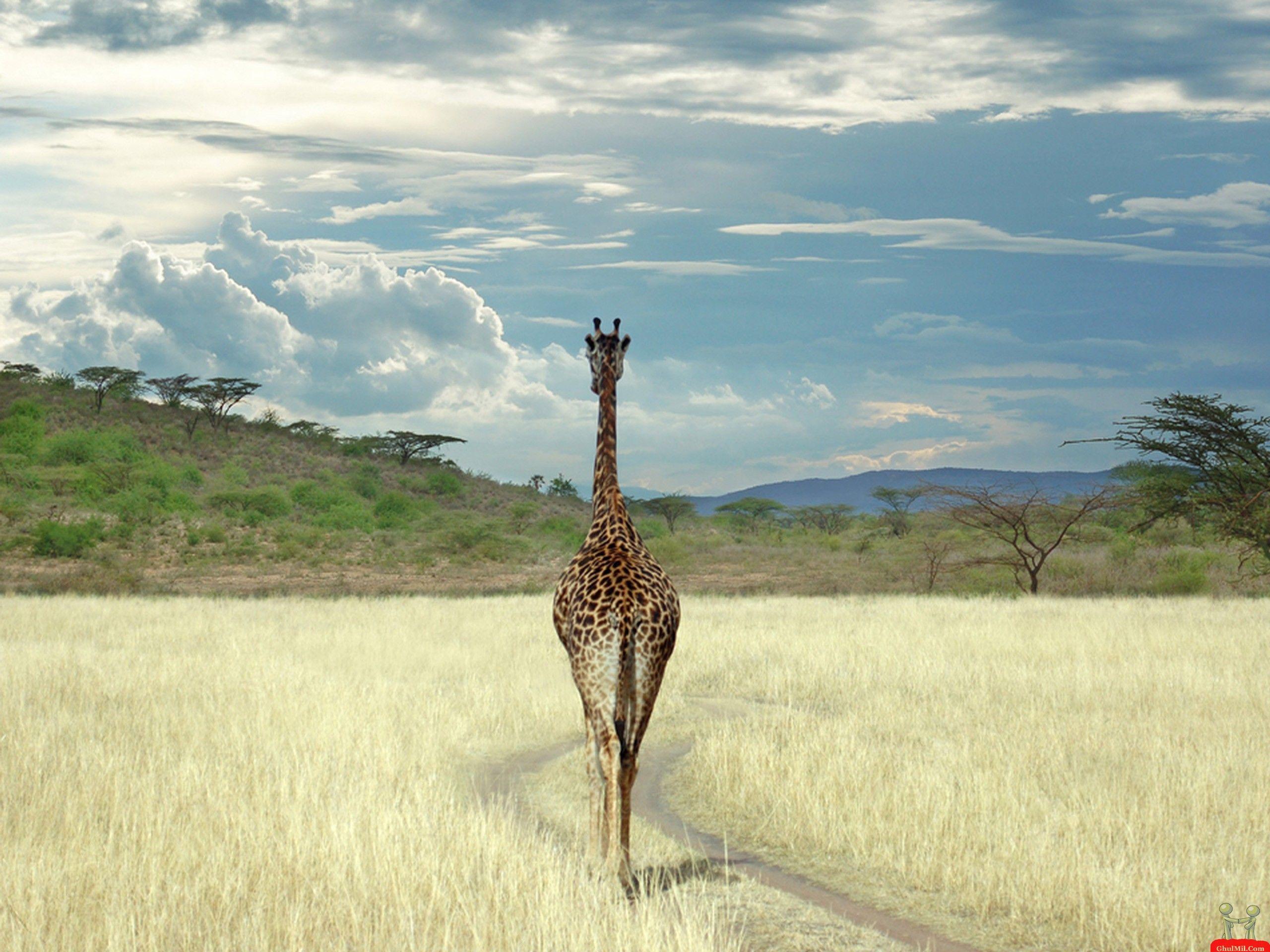 2560x1920 Wild Africa Wallpaper Desktop Background