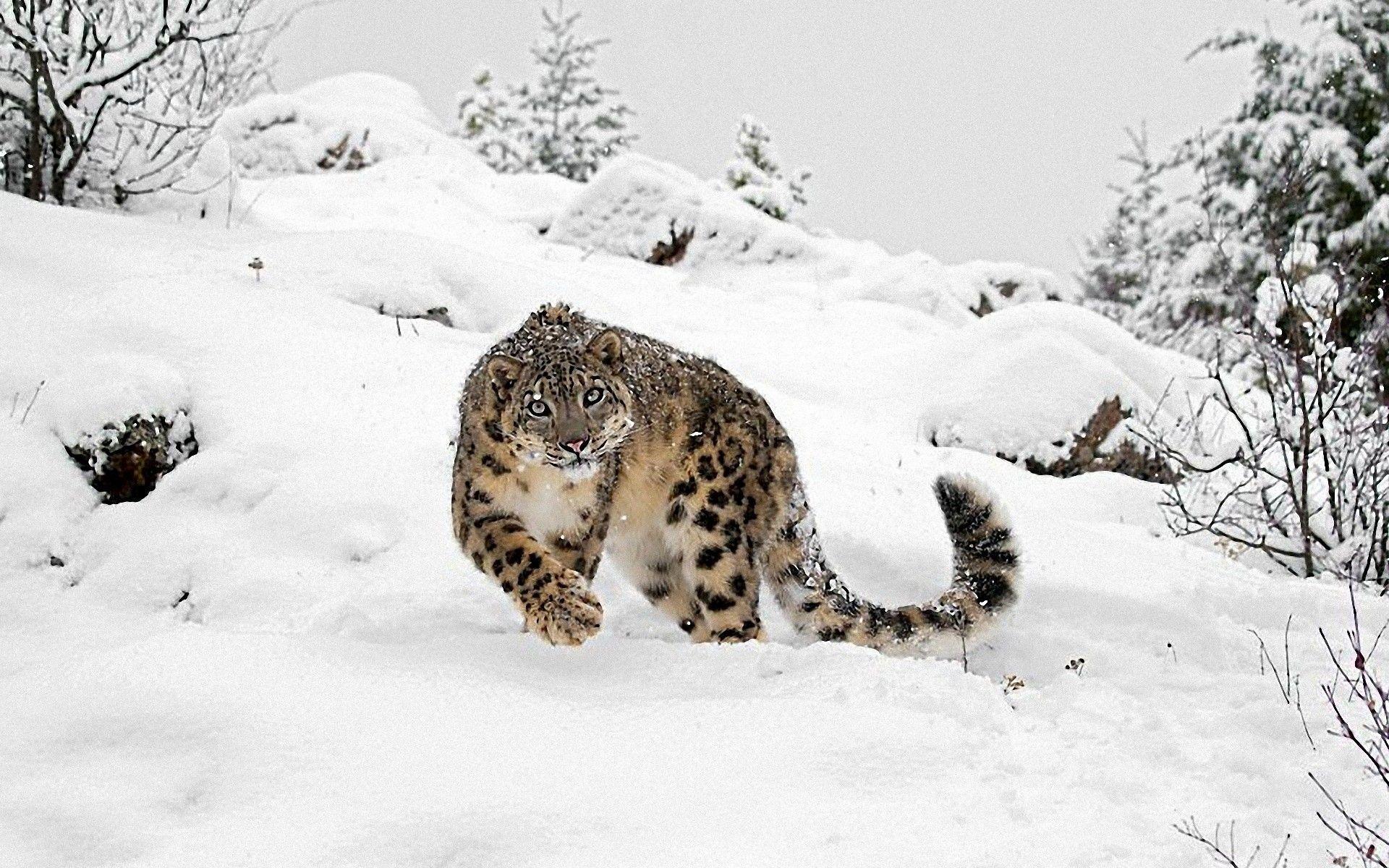 1920x1200 WallpaperWide Wildlife HD Desktop Wallpaper, Wildlife HD Wallpaper