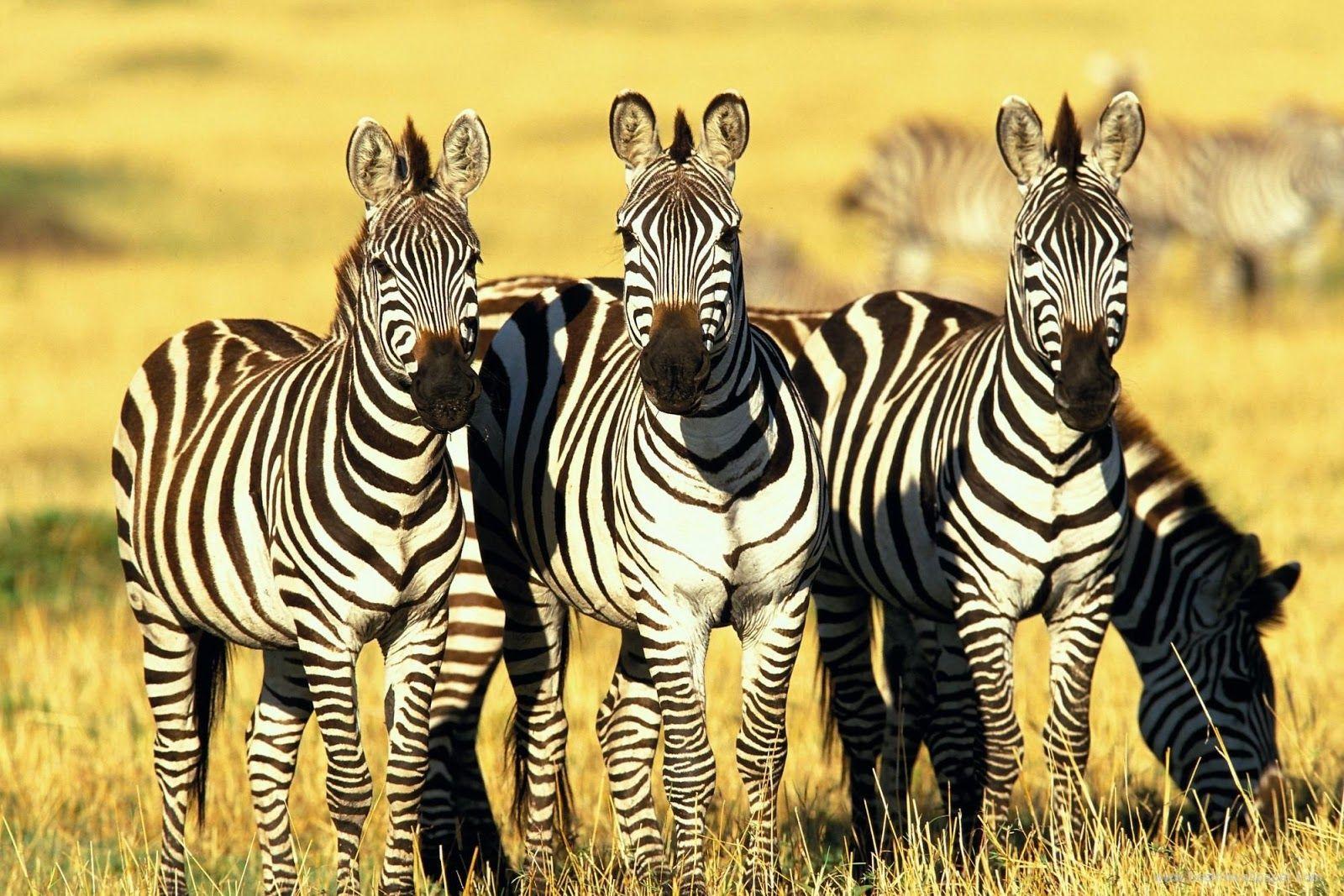 1600x1067 Desktop HD Wild Zebra Photo Download