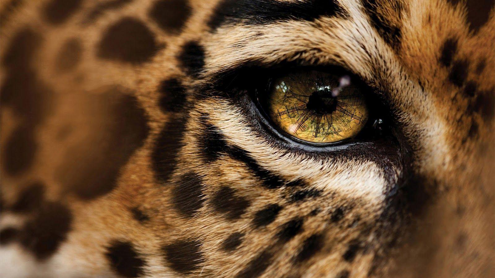 1600x900 Beautiful HD Desktop Wallpaper. Image Wallpaper Theme