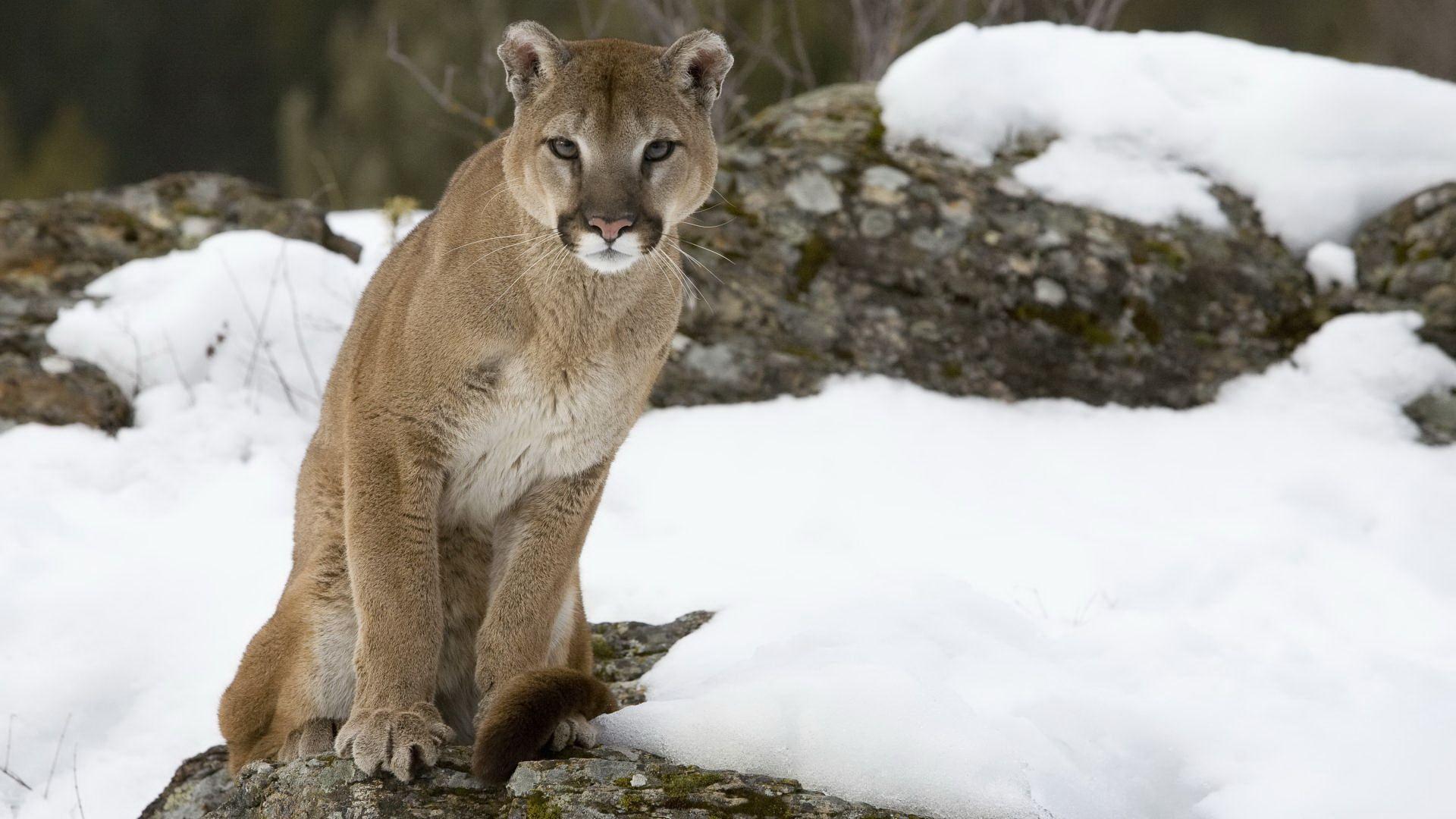 1920x1080 Cougar Wallpaper Group , HD Wallpaper