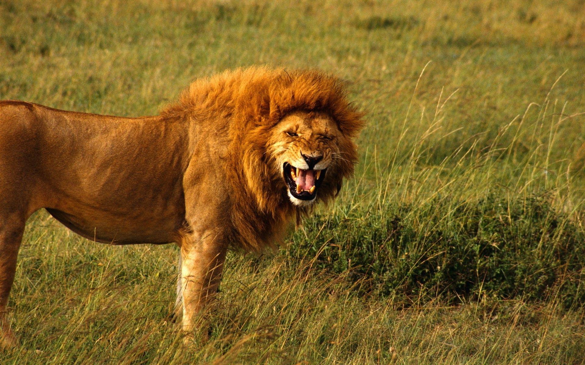 1920x1200 Wildlife HD Wallpaper