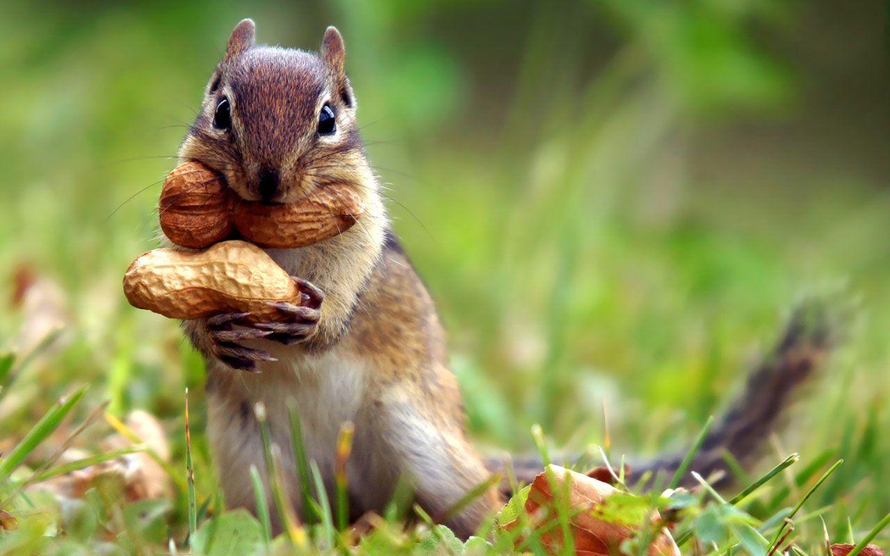 1280x800 animal desktop wallpaper HD