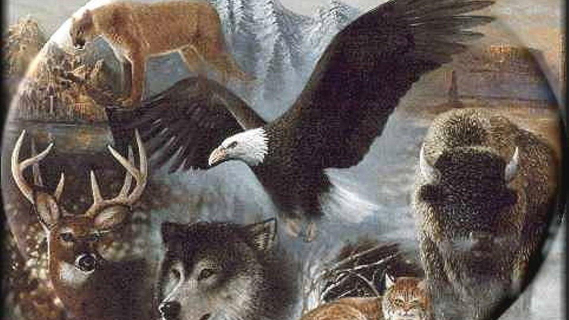 1920x1080 Wildlife HD Desktop Wallpaper Modern Idea