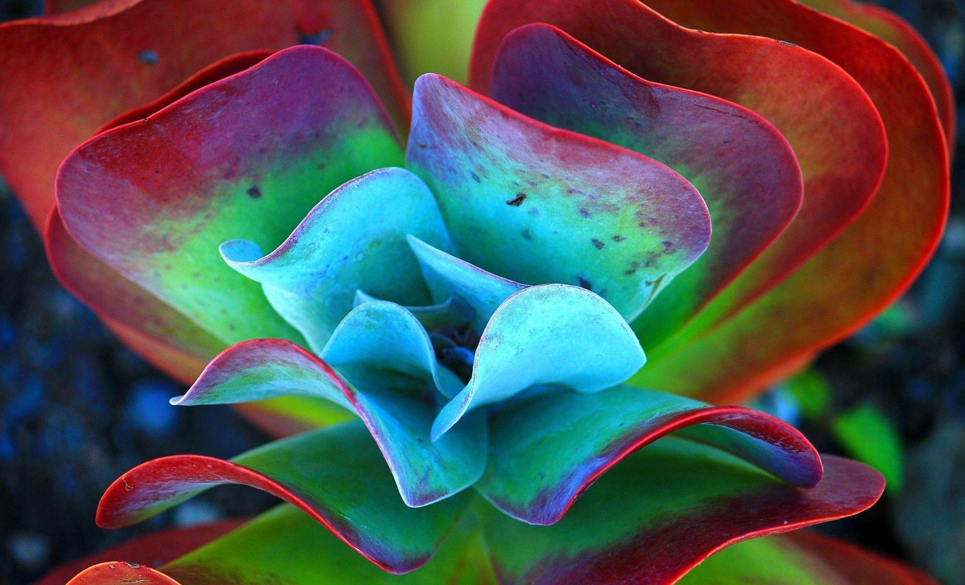 1920x1164 Succulent Wallpaper