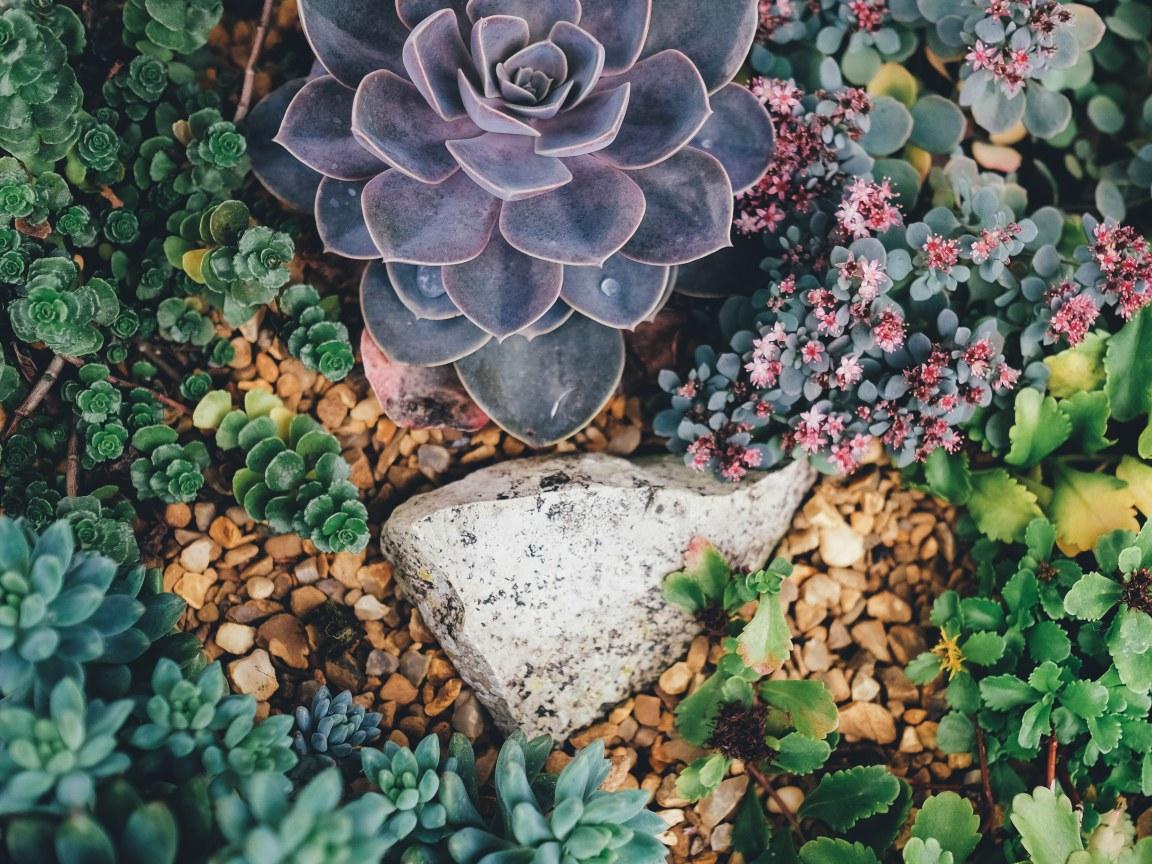 1152x864 Greystone Surrounded By Succulent Plants • Wallpaper For You