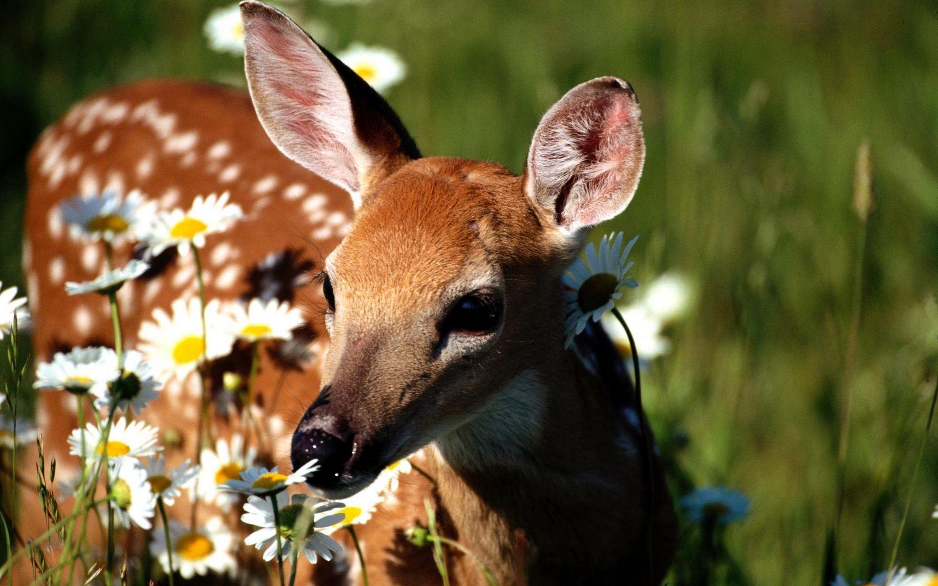 1920x1200 Deer Wildlife HD Desktop Wallpaper, Instagram photo, Background