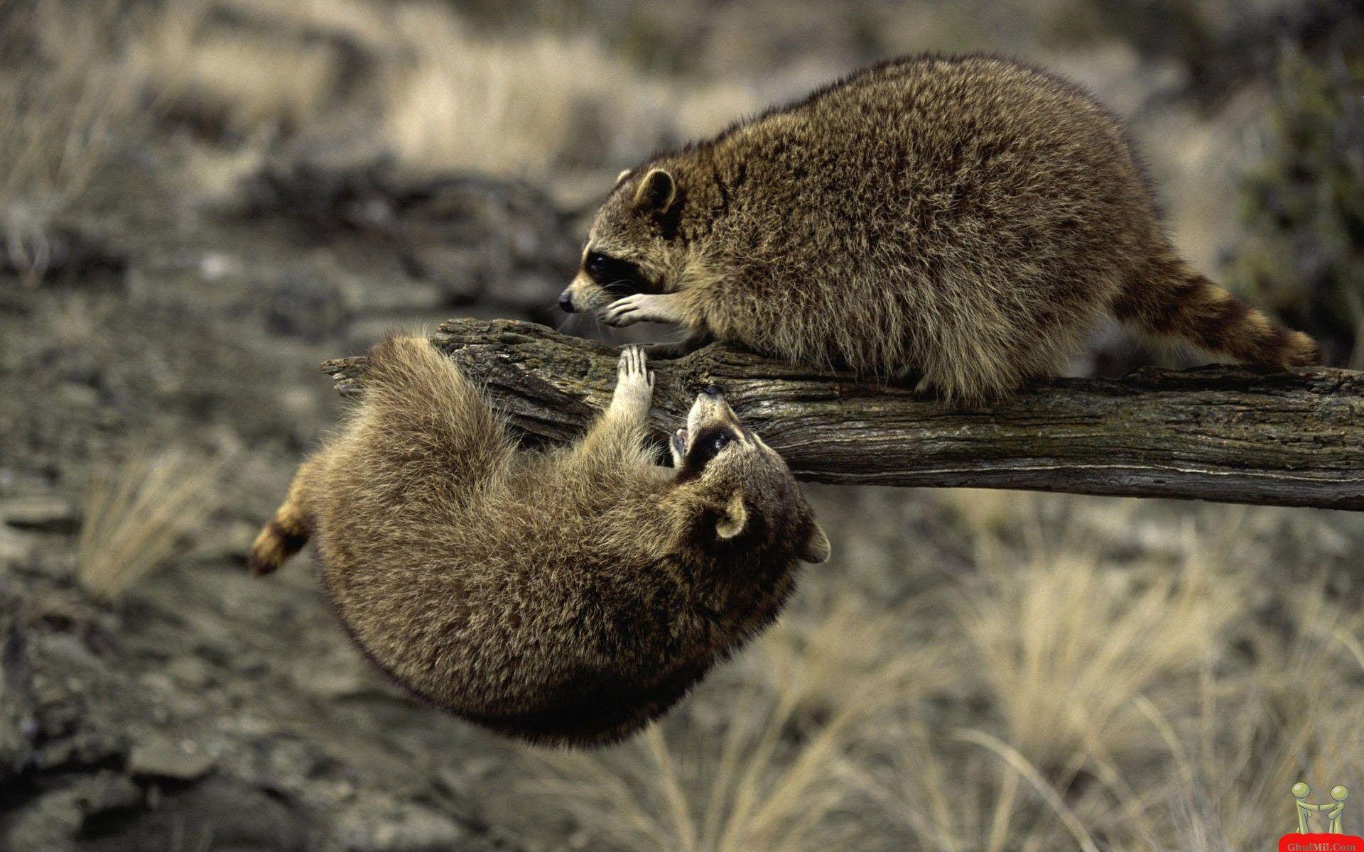 1920x1200 HDQ Beautiful Cute Wildlife Image & Wallpaper (Gallery Image: 41)
