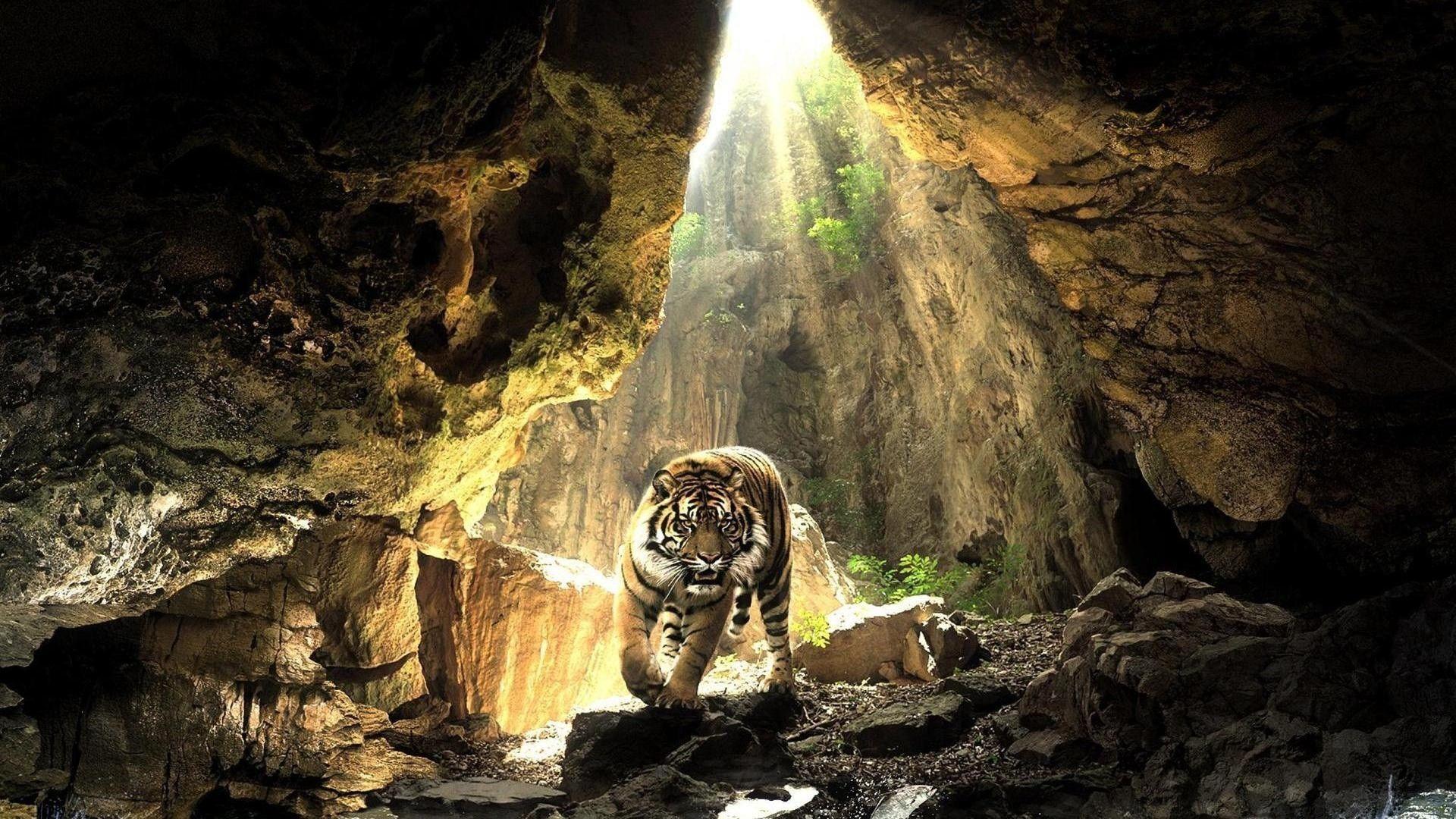 1920x1080 Tigers, Cheetahs, Leopards Wallpaper HD Desktop Background Page