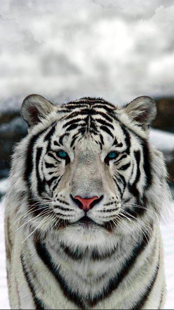720x1280 Download white tiger Wallpaper by dathys now. Browse millions of popular a. Fotos de animales salvajes, Animales raros, Imagenes de animales
