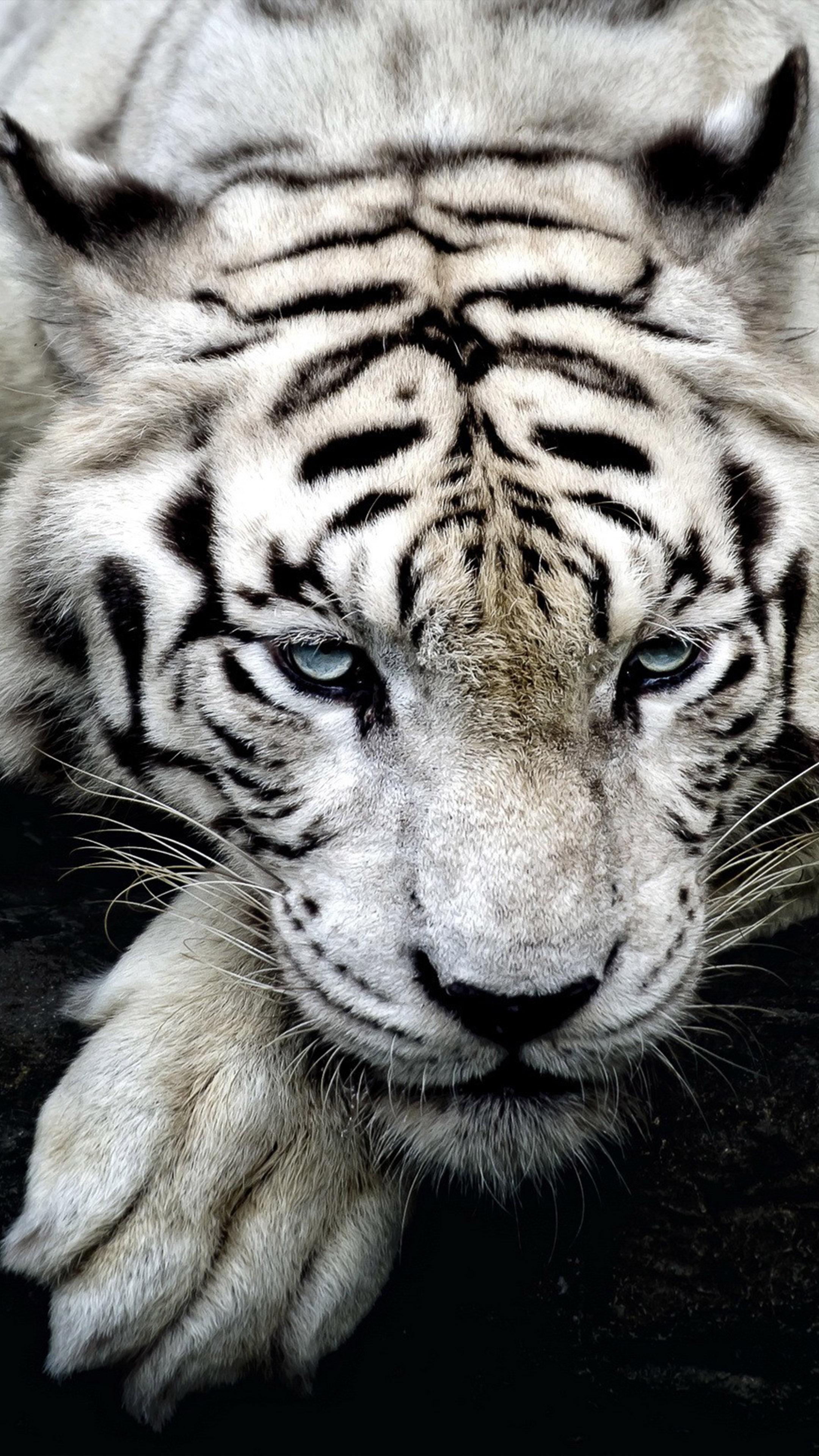 2160x3840 White Tiger Wildlife 4K Ultra HD Mobile Wallpaper