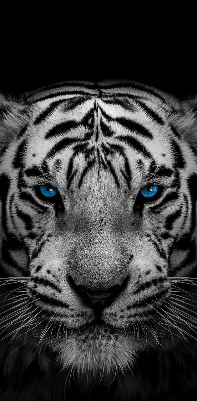 630x1280 White tiger wallpaper
