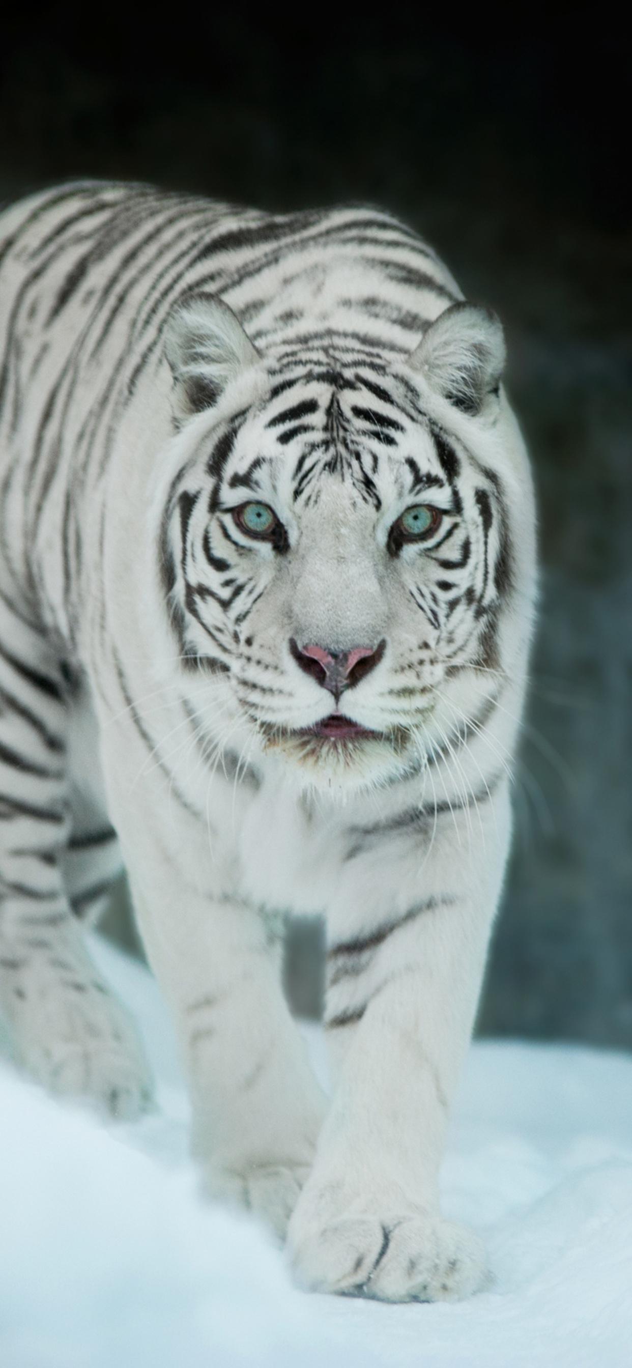 1242x2688 White Tiger In Snow iPhone XS MAX HD 4k Wallpaper, Image, Background, Photo and Picture