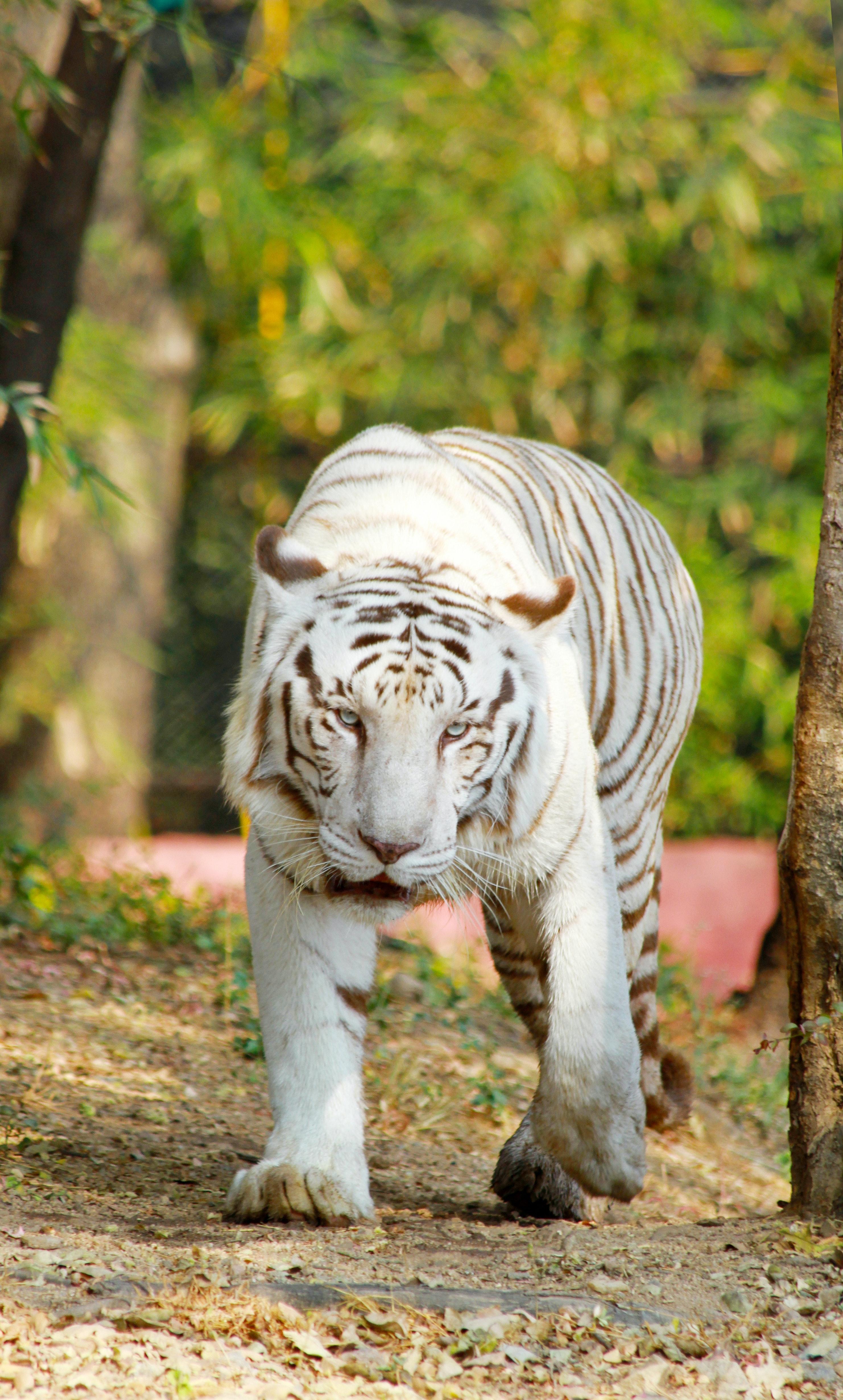 2964x4920 White Tiger Photo, Download Free White Tiger & HD Image