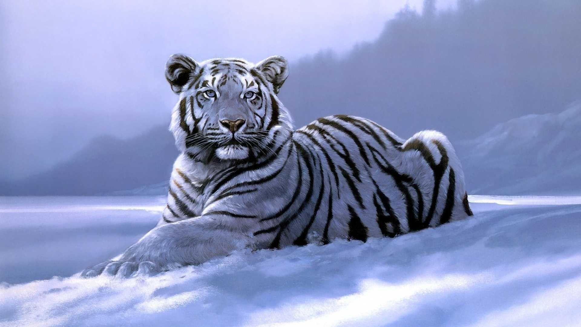 1920x1080 White Tiger Desktop Wallpaper